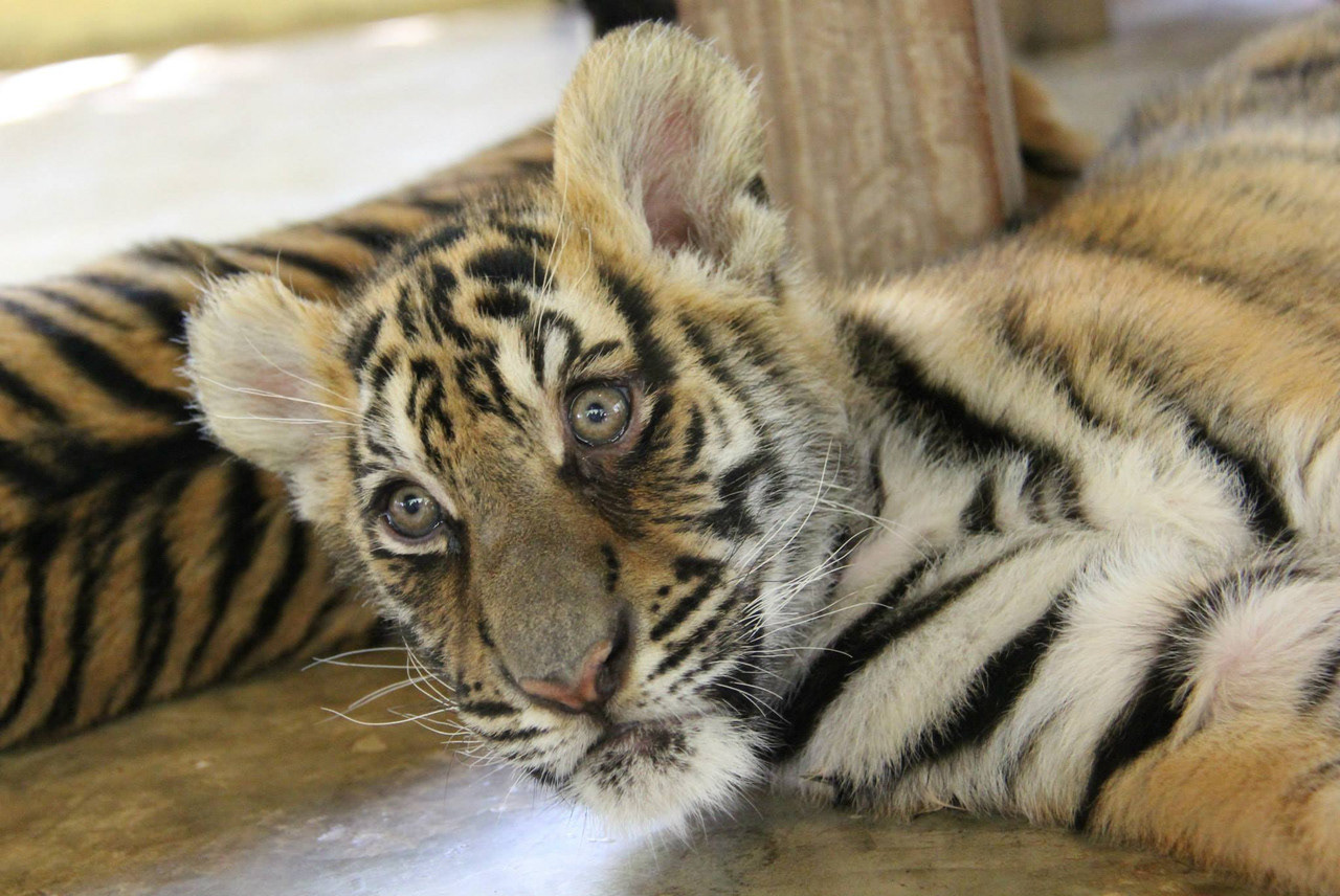 Baby Tiger