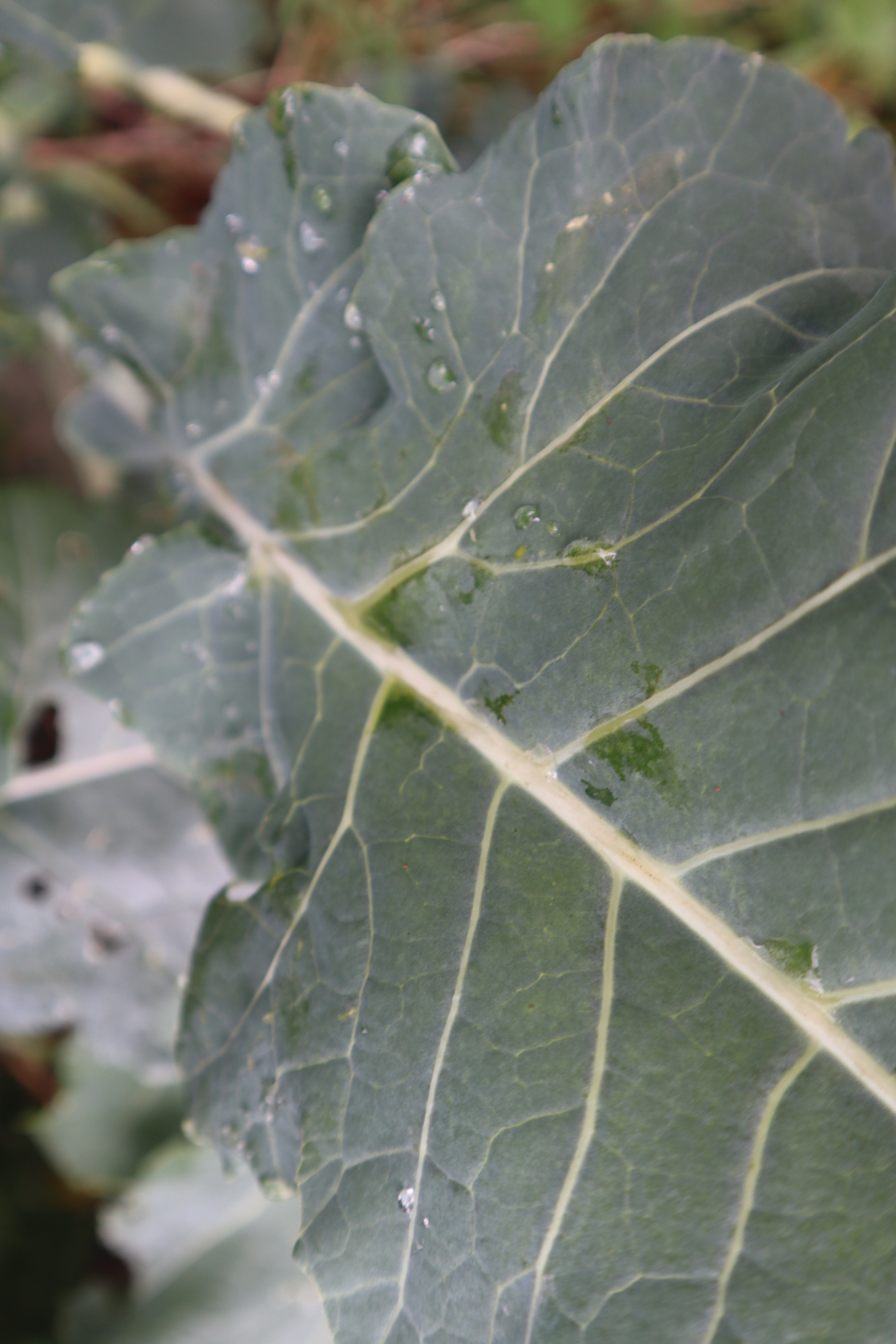 eau-jardin-climat-CPIE