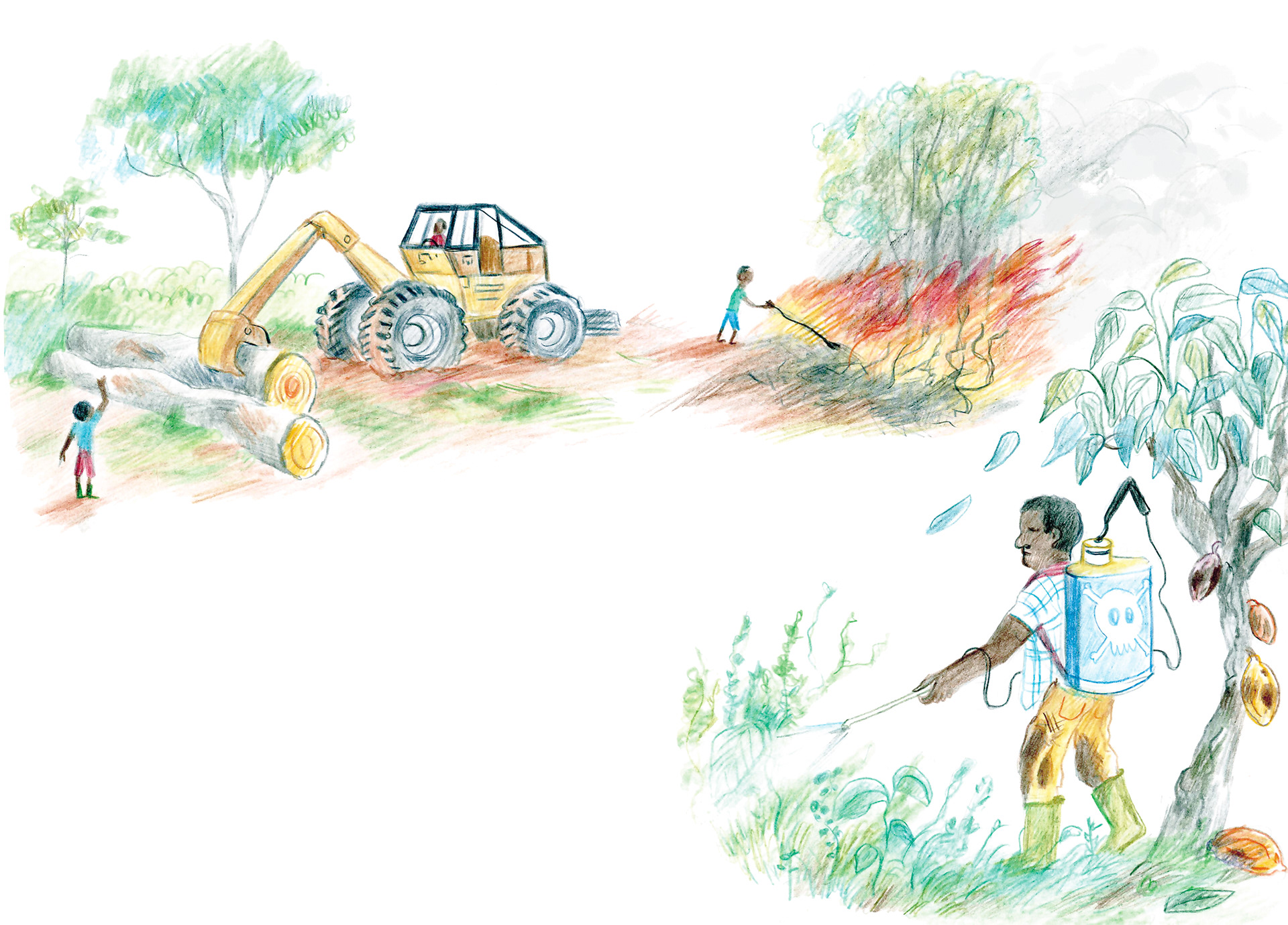 Culture du Cacao- Association le GRAD-S