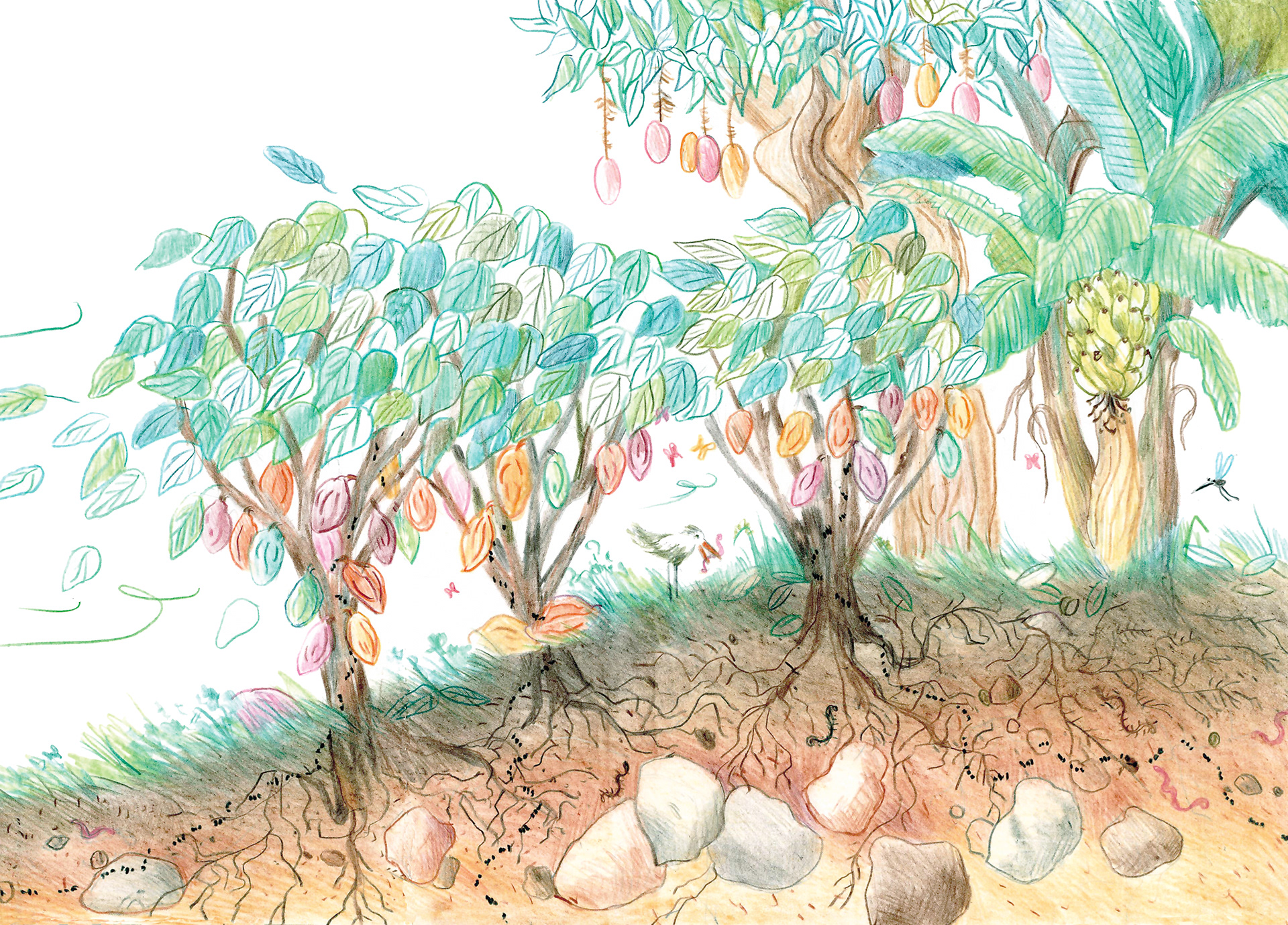 Culture du Cacao- Association le GRAD-S