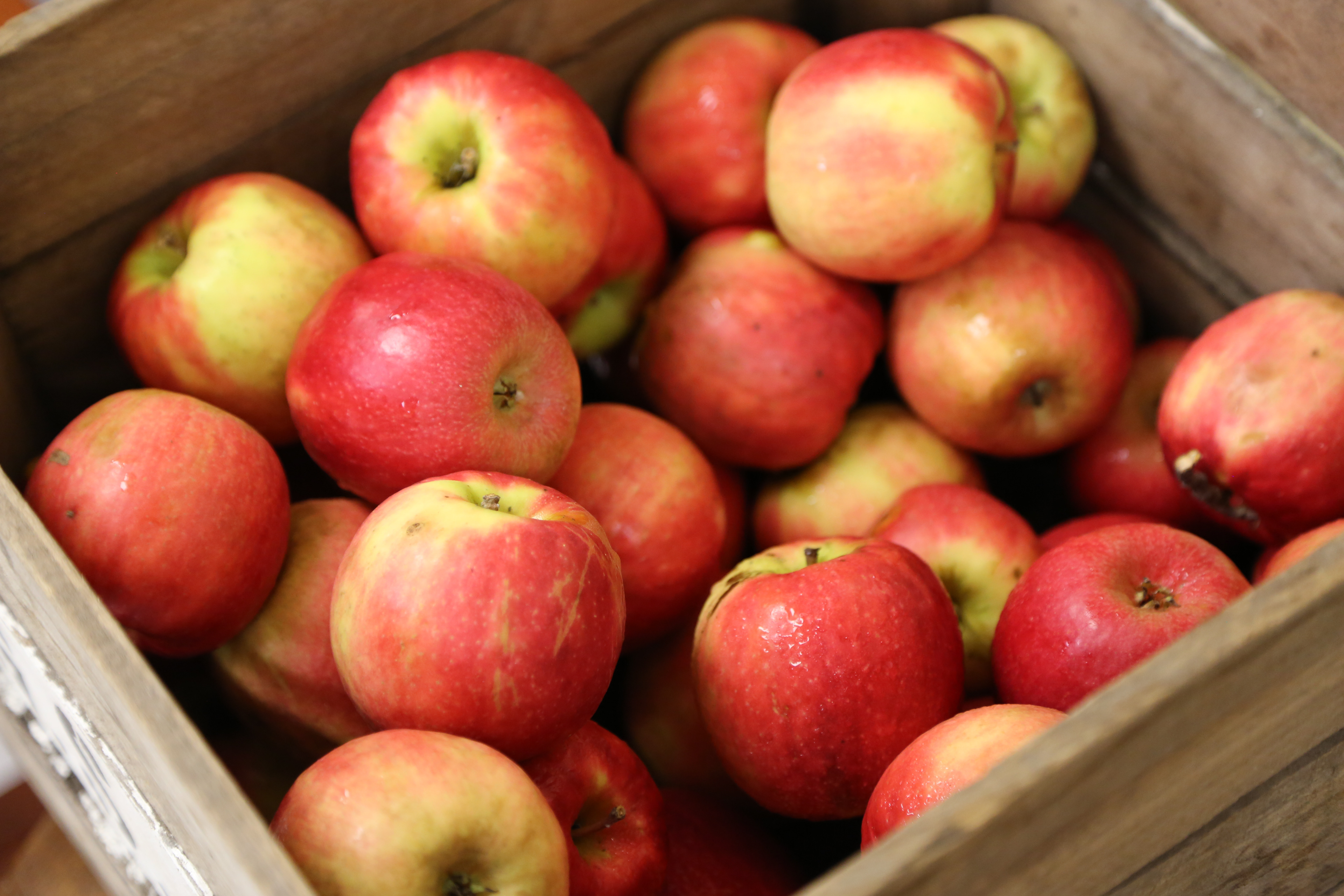 Basket of apples, Baltimore City Schools