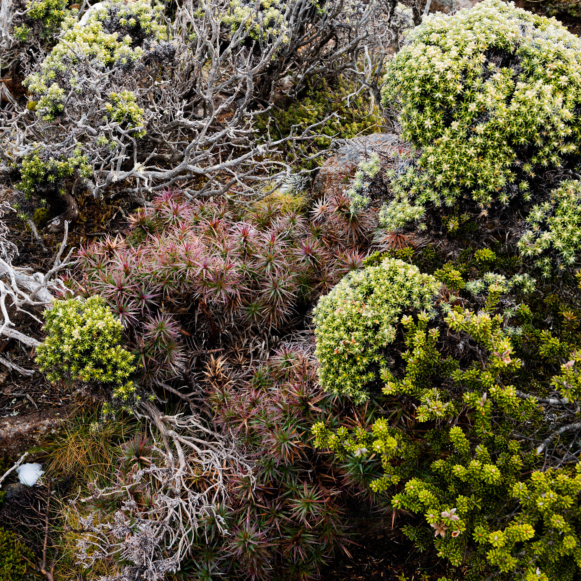Mount Wellington, Tasmania