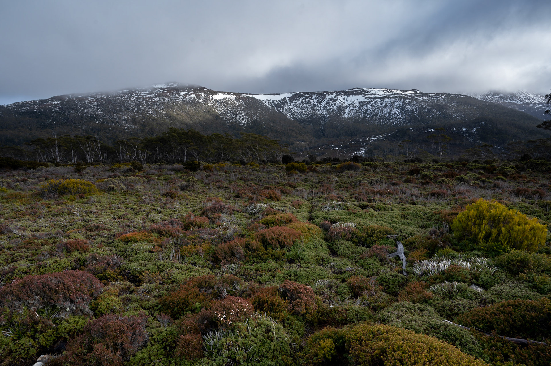 Mount Field National Park, Tasmania