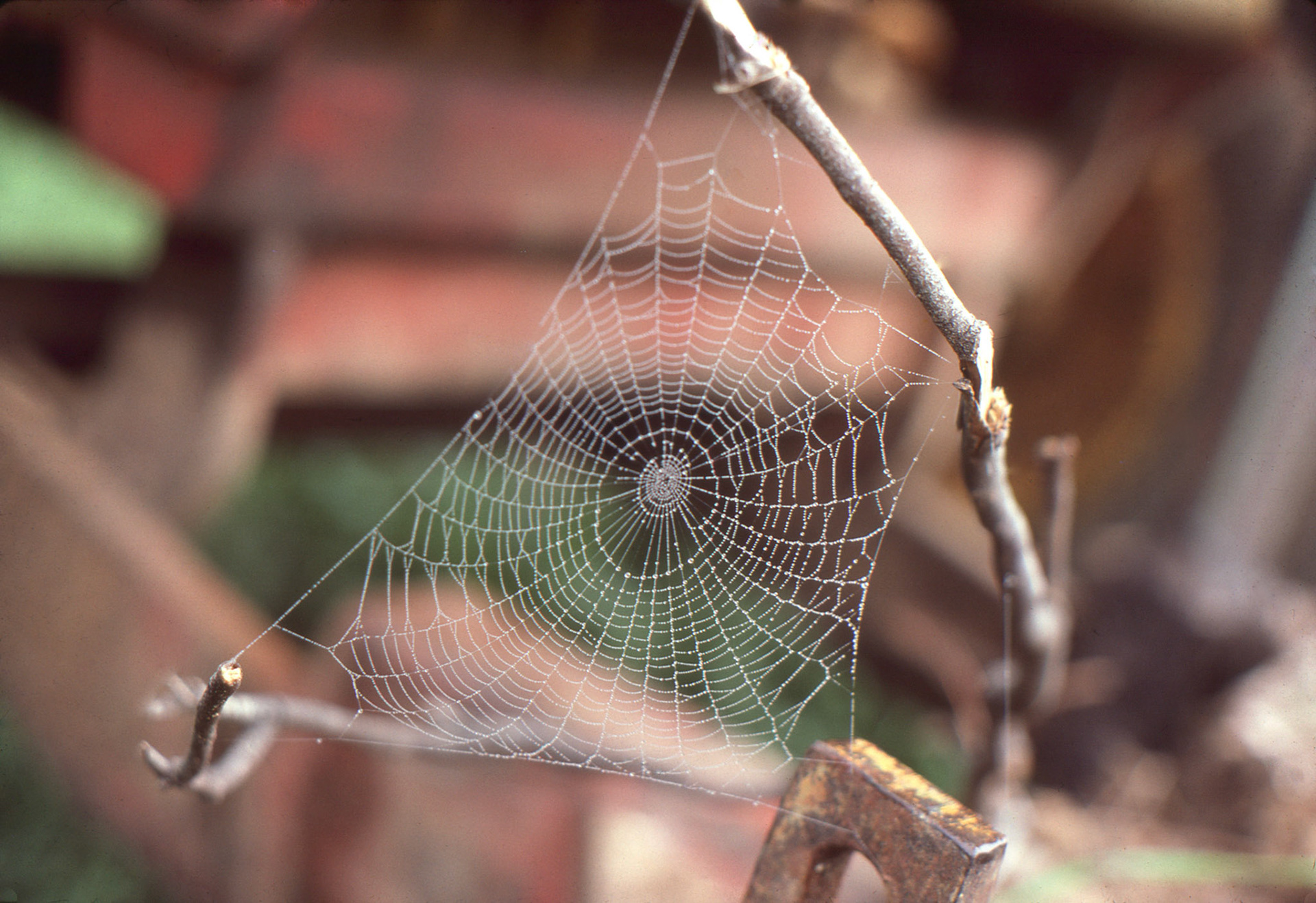 Spider web, Mulberrygong Station