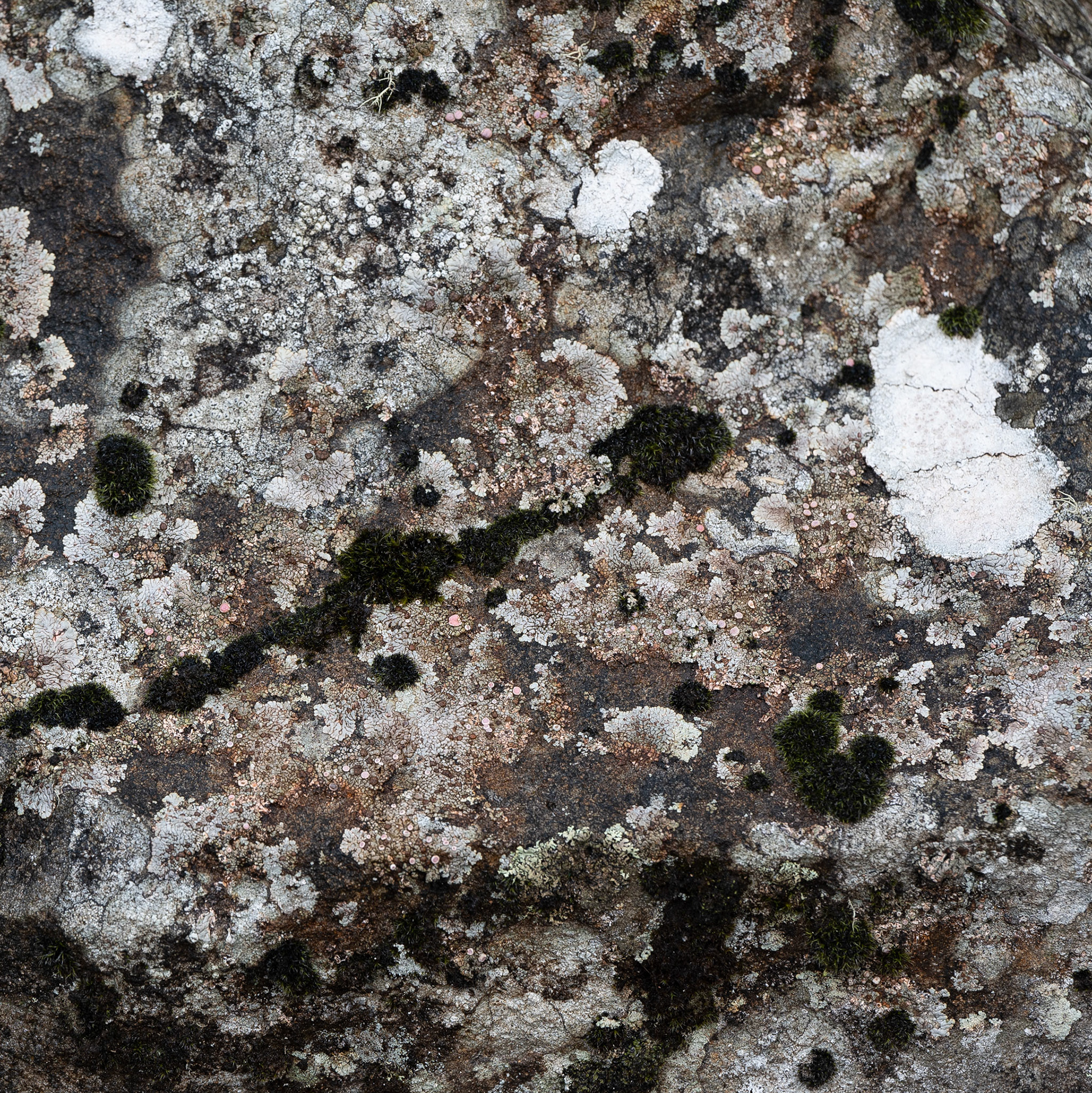 Mount Wellington, Tasmania