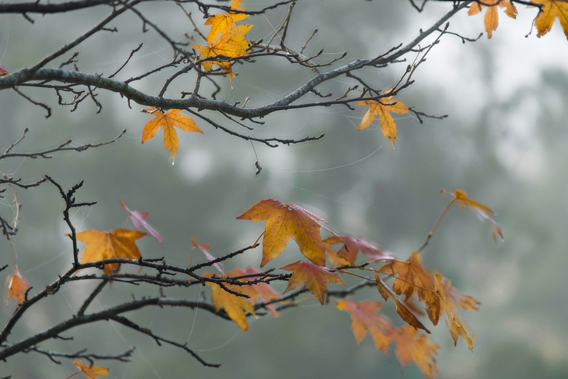 Autumn Leaves, Kangaroo Valley
