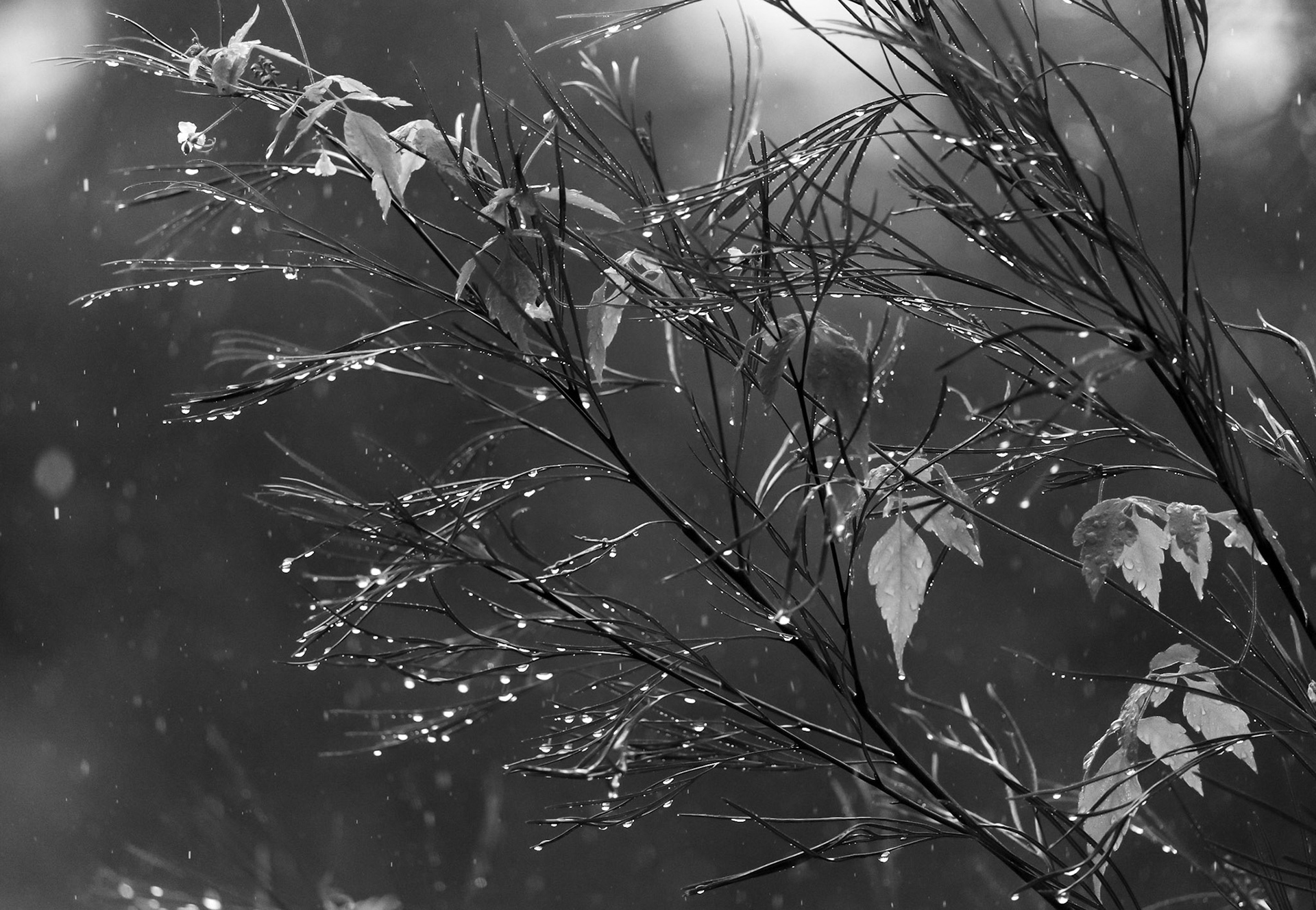 Rainy Afternoon, Wollongong