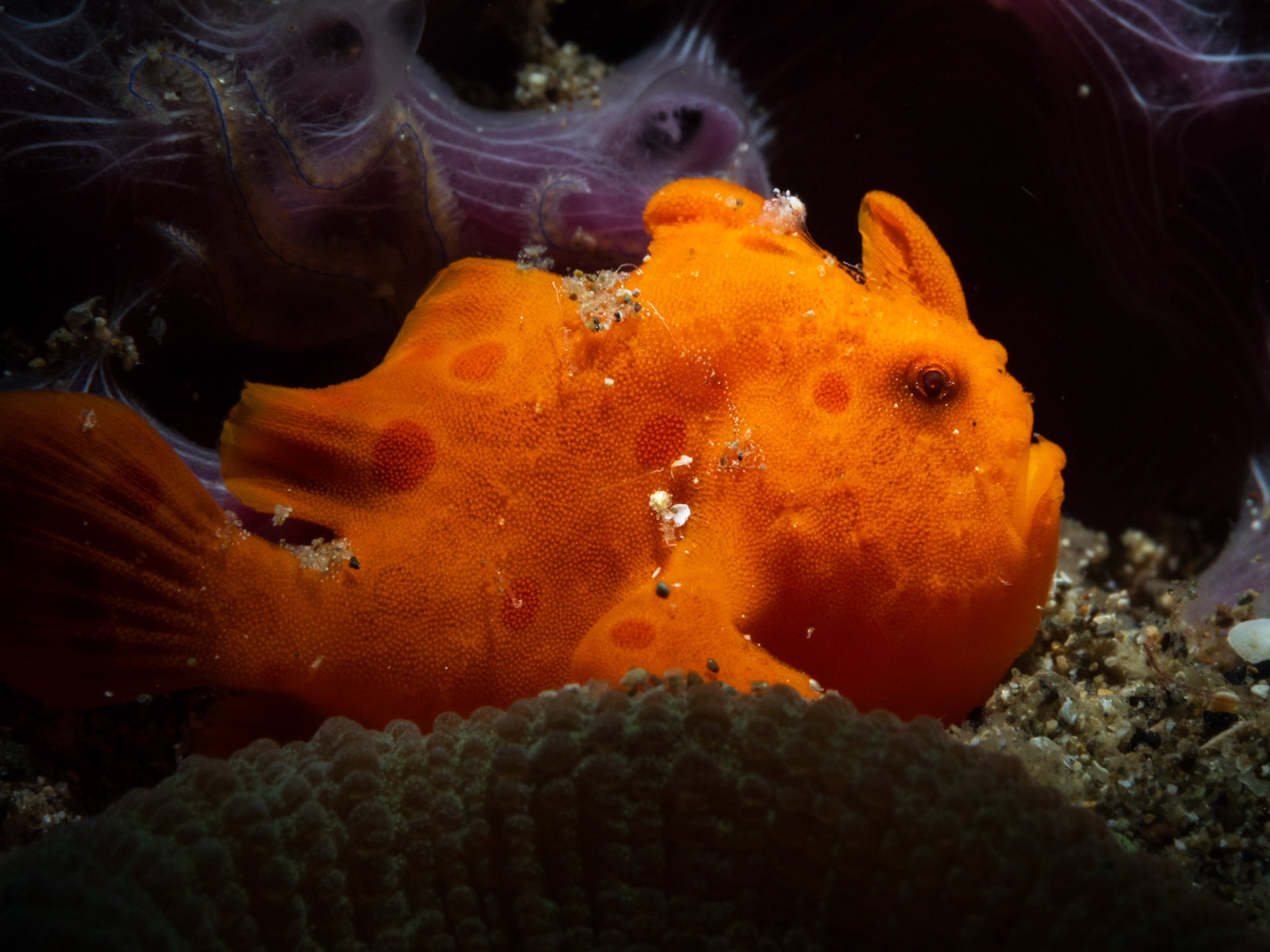 painted frogfish