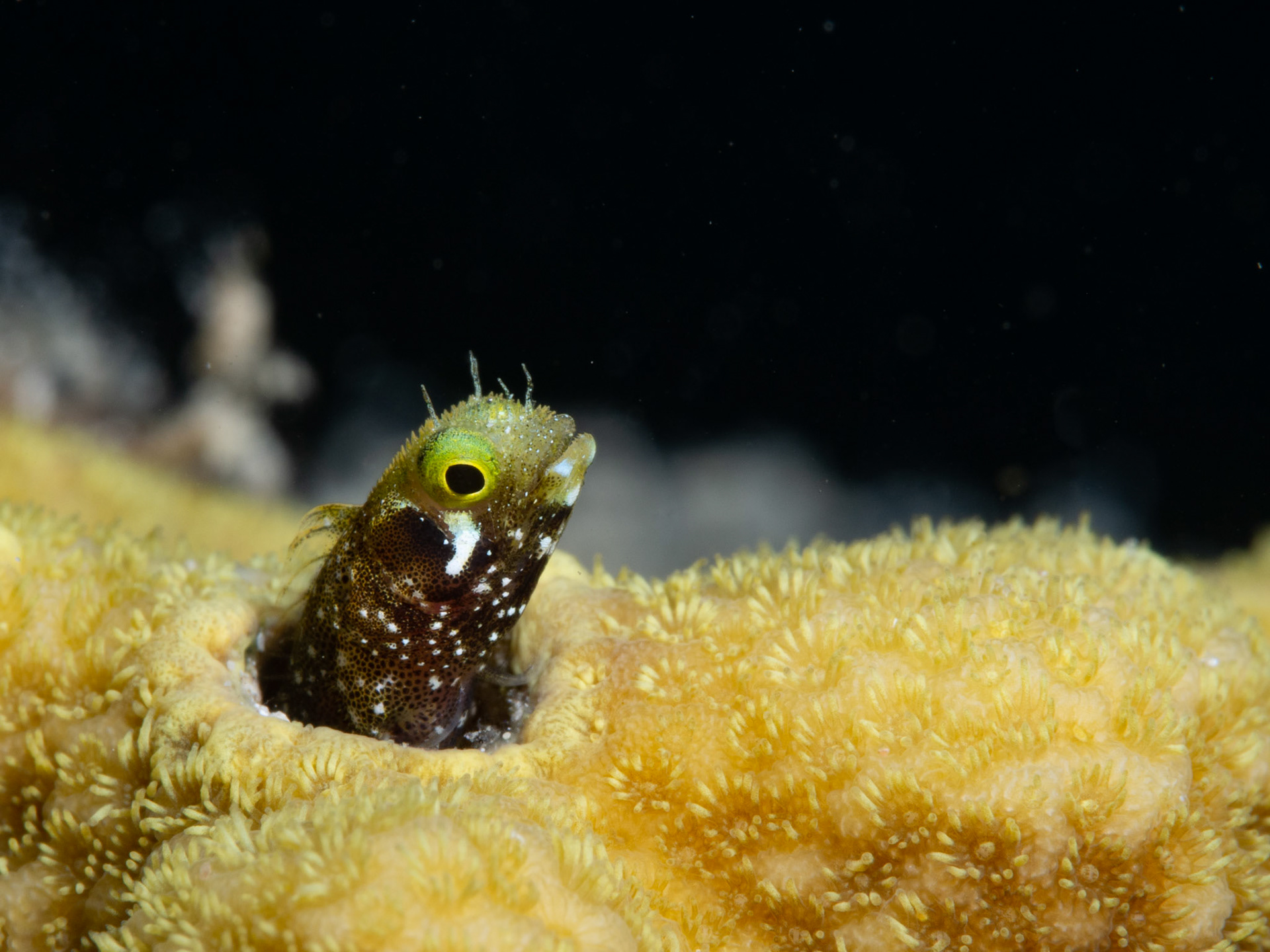 Spiny Headed Blenny
