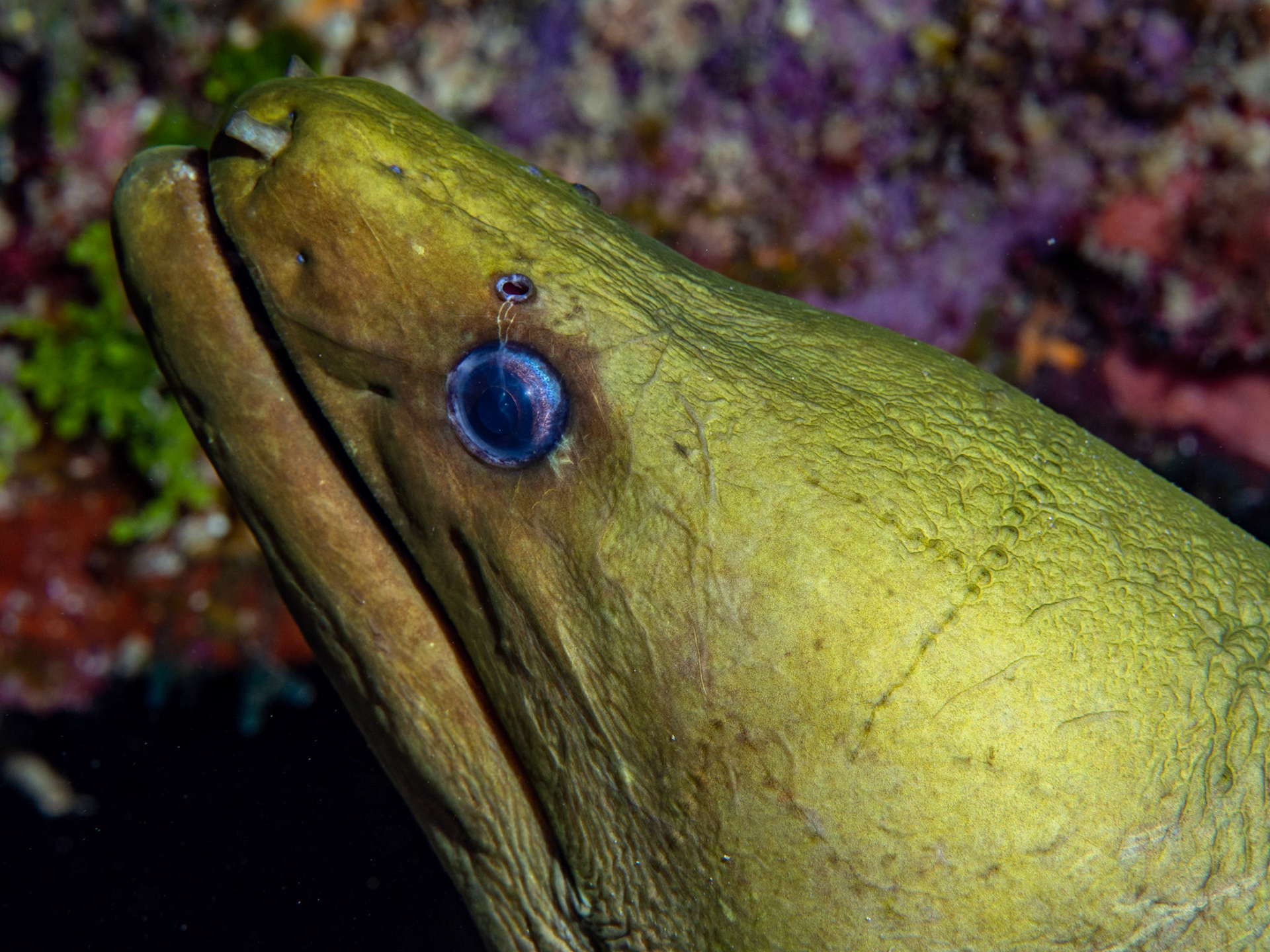 Green Moray Eel