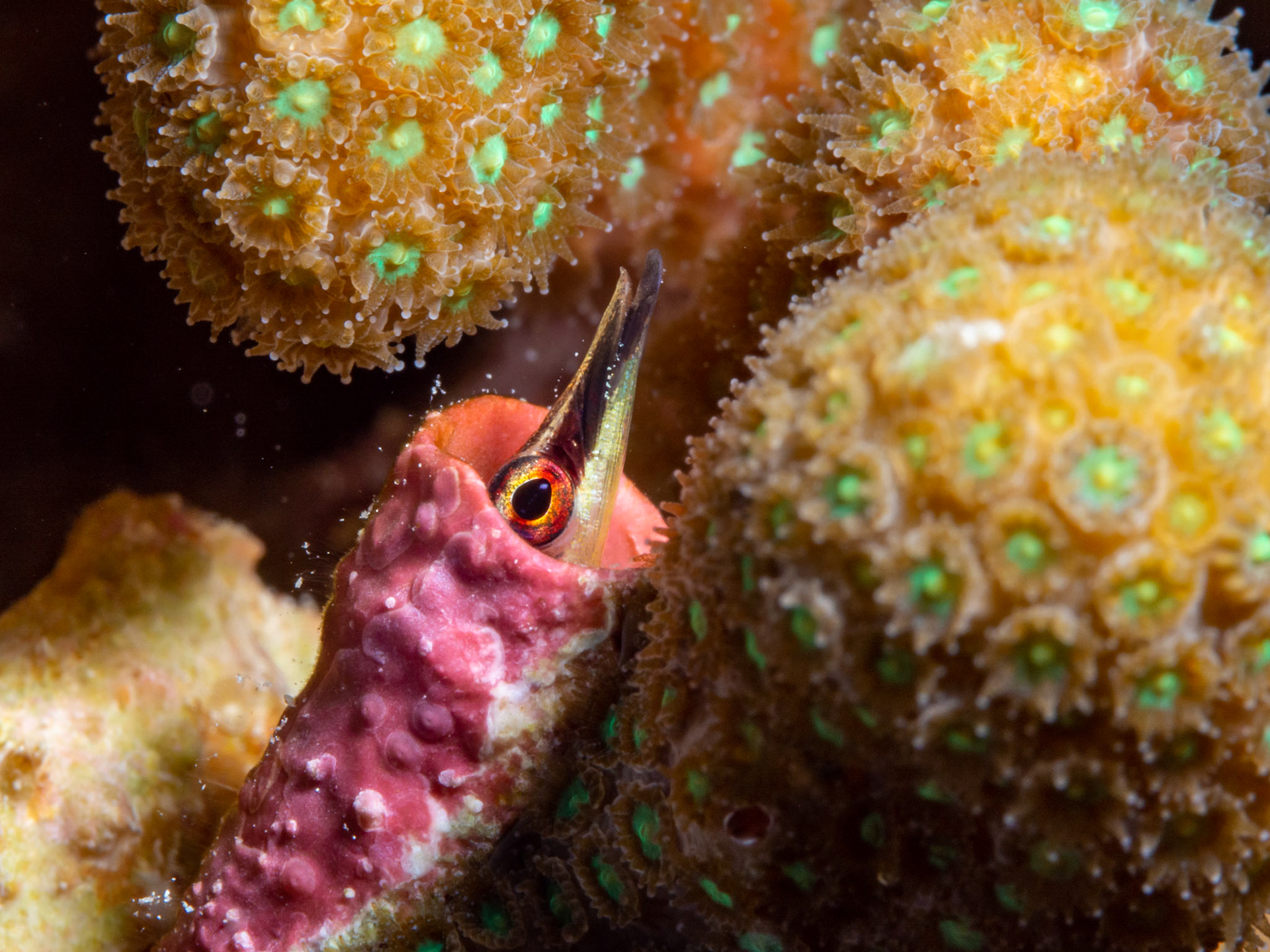 Arrow Blenny