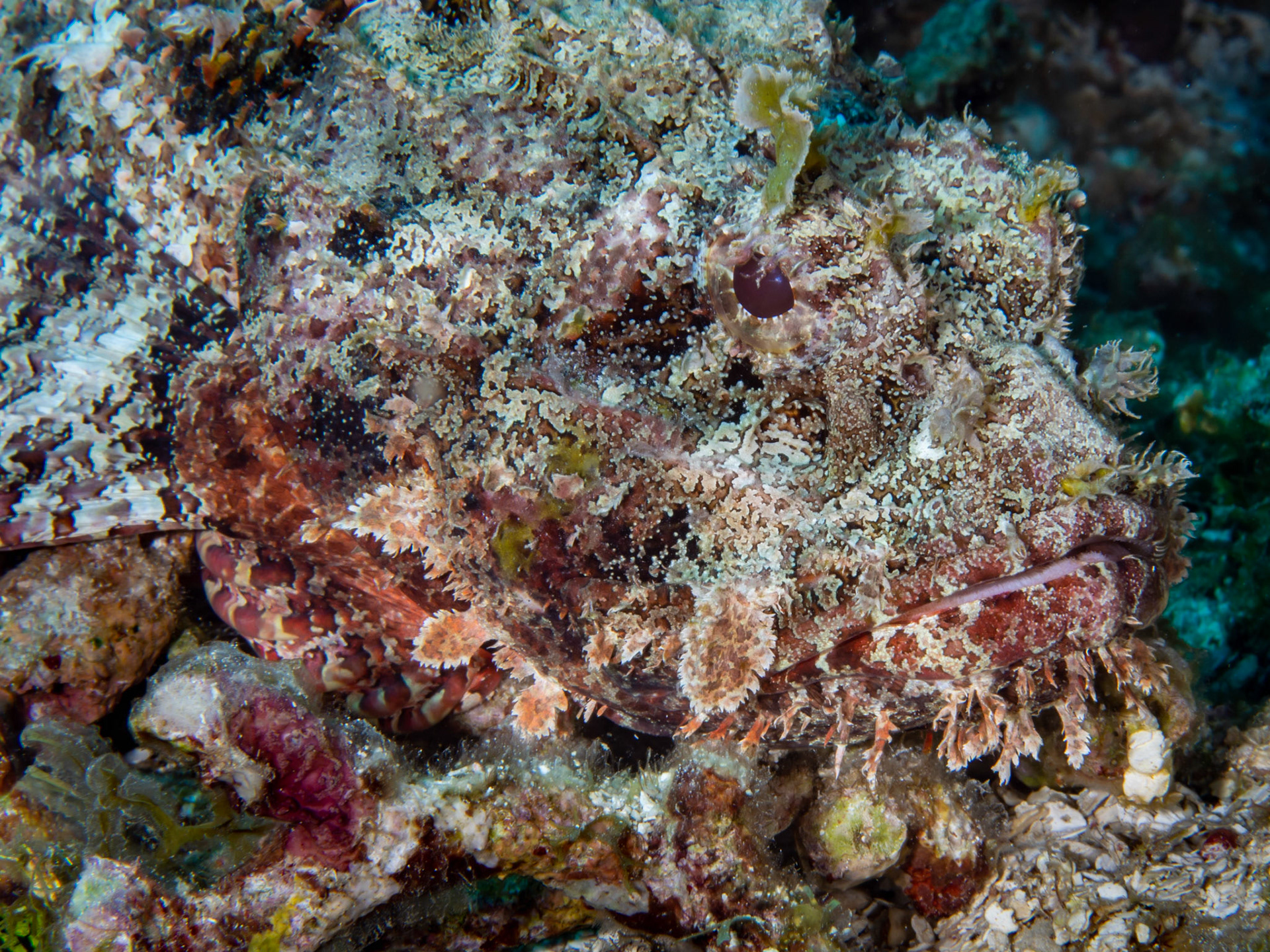 Scorpionfish