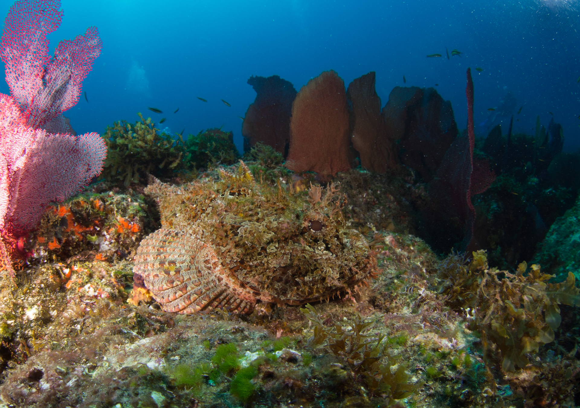 Scorpion Fish