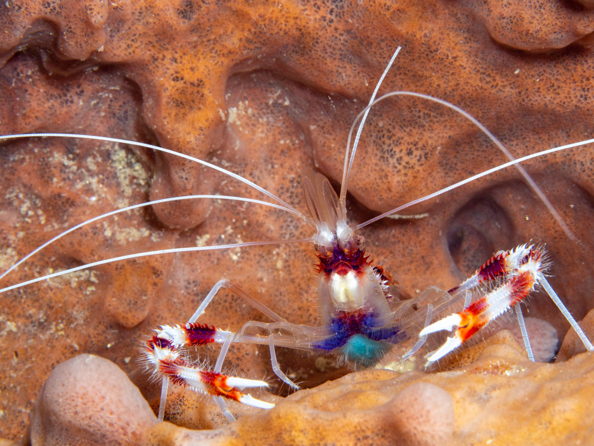 Banded Coral Shrimp with Eggs