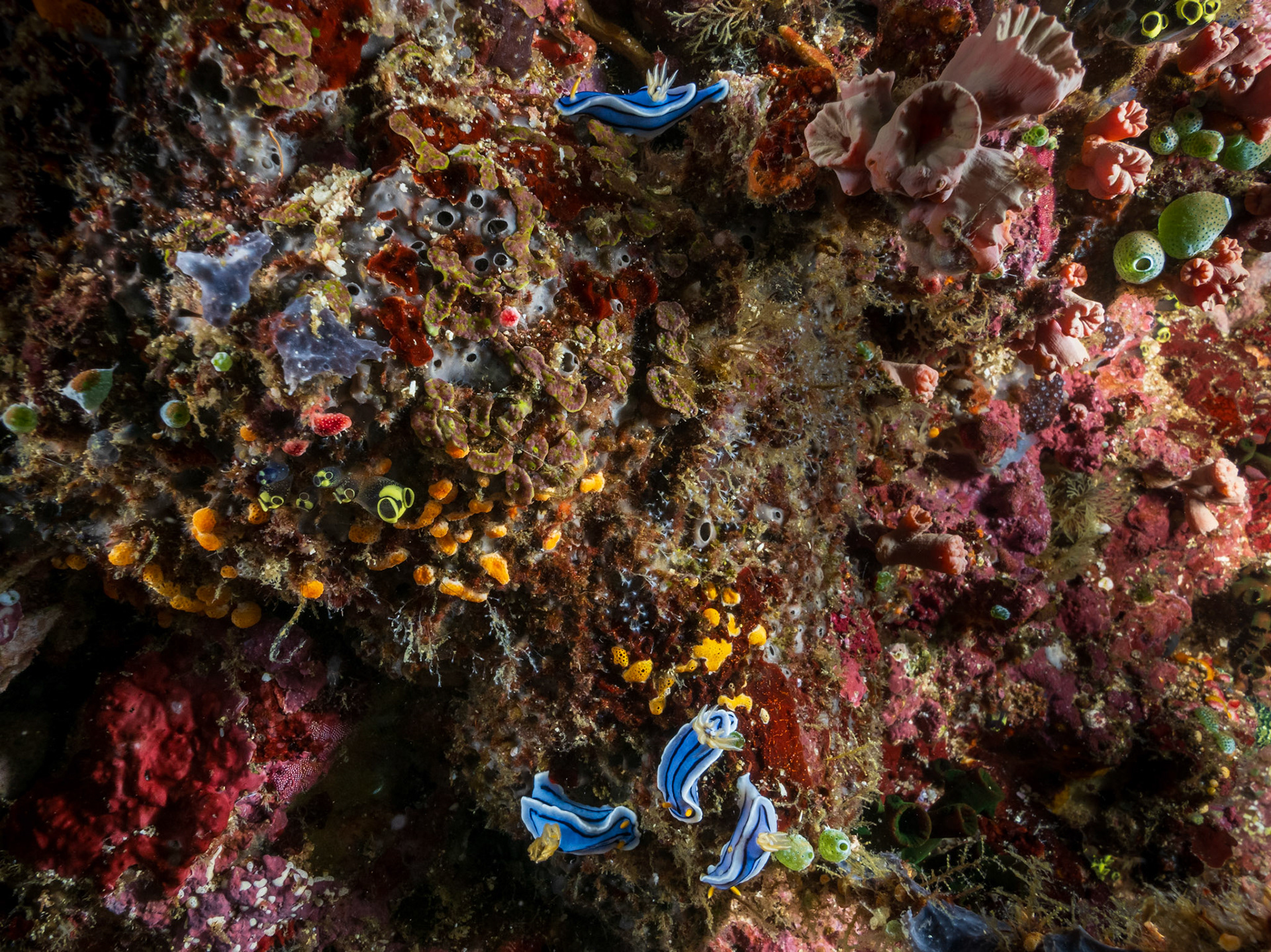 Neighborhood Gathering