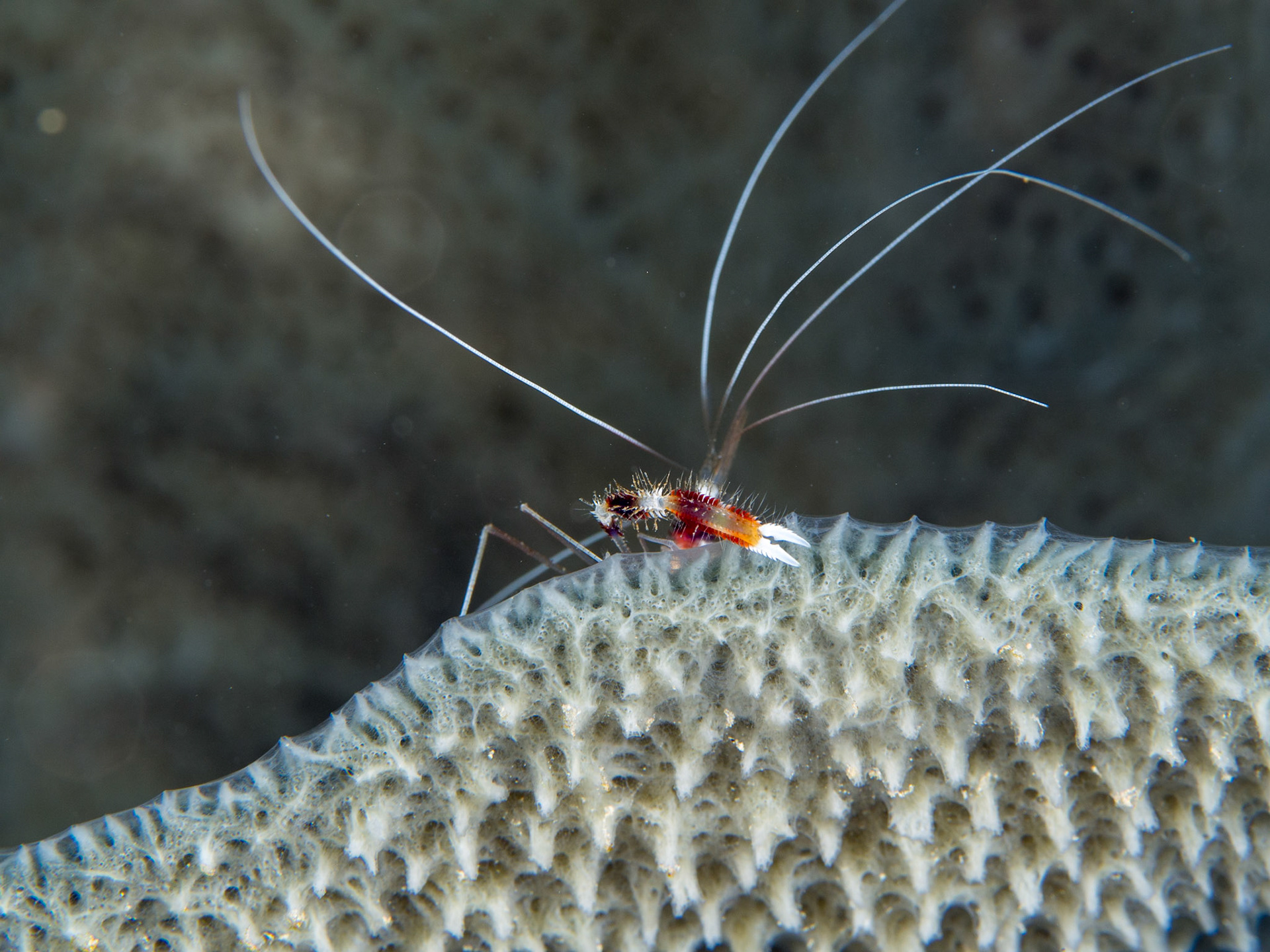 Coral Banded Shrimp