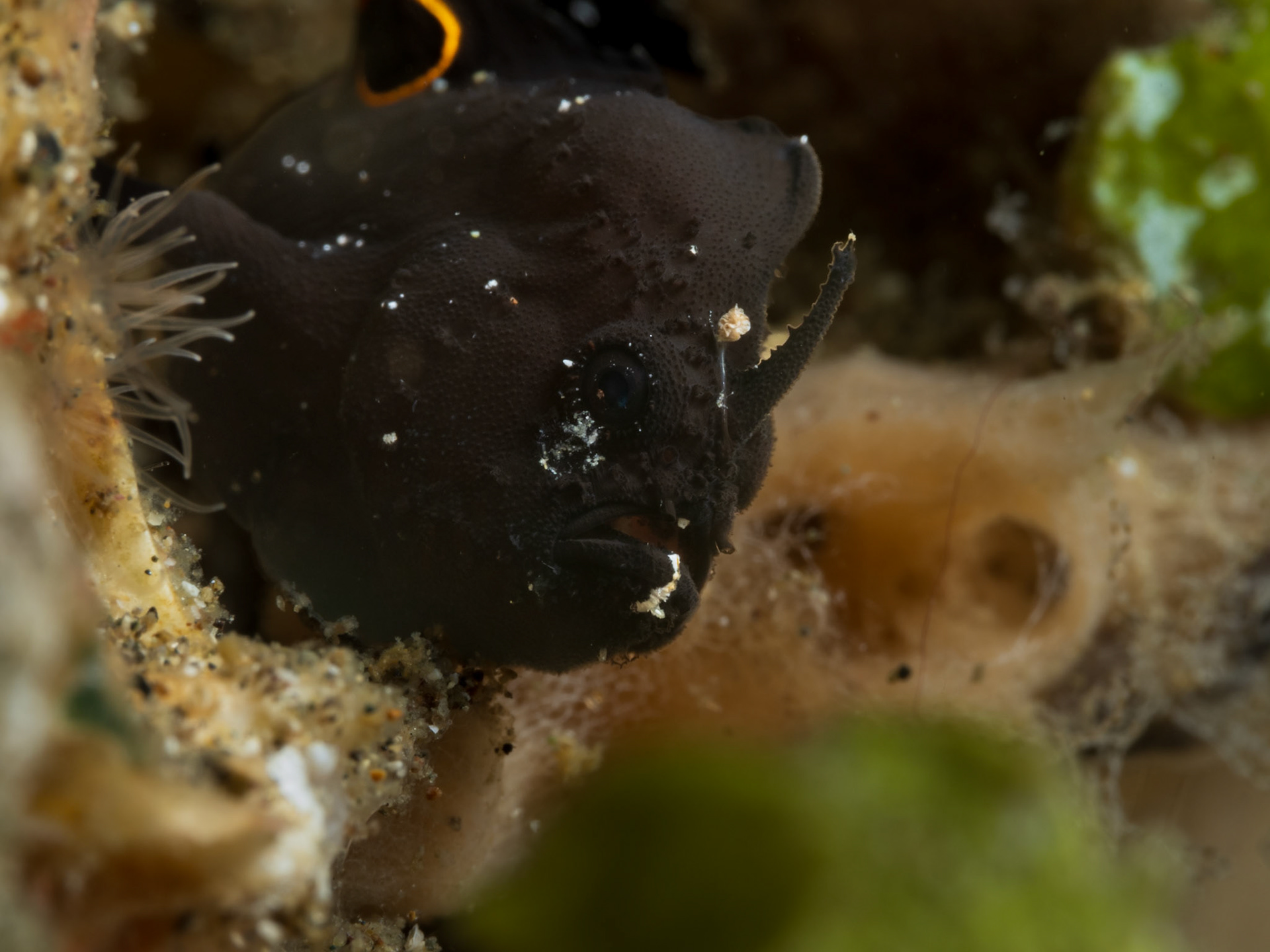 ocellated frogfish