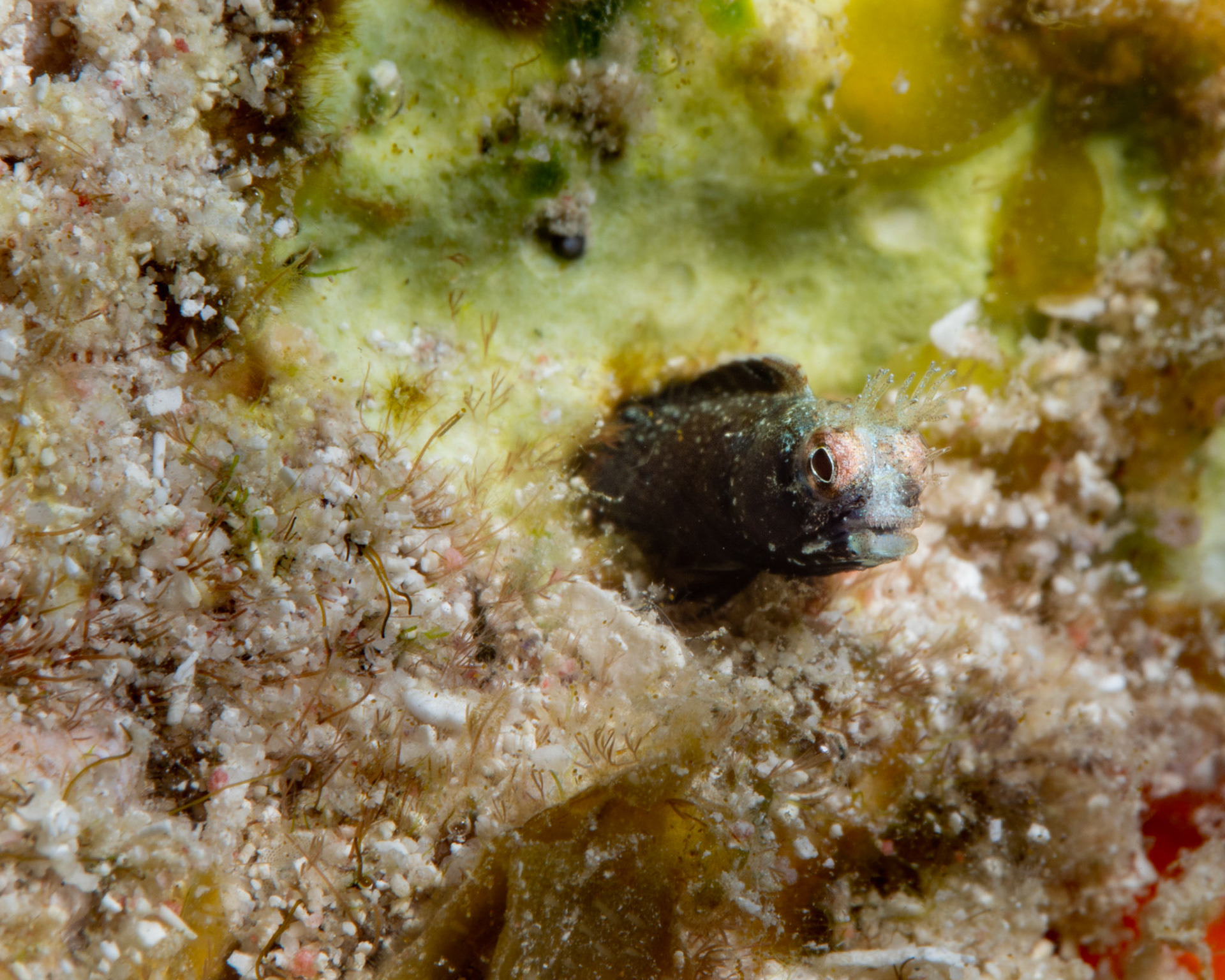 Roughhead Blenny