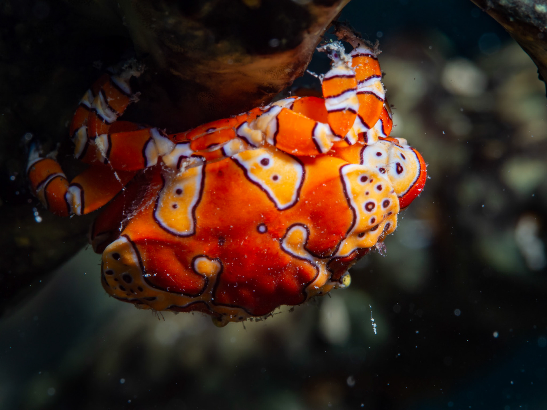 Gaudy Clown Crab