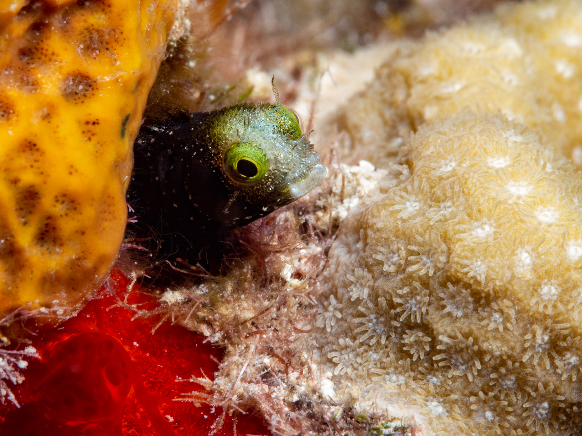 Spiny Headed Blenny