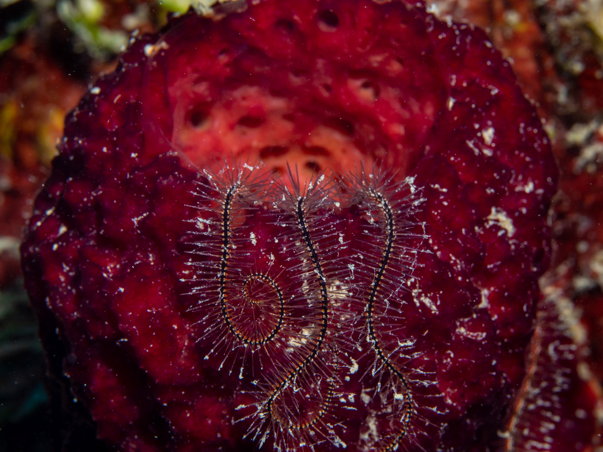 Sponge Brittle Star