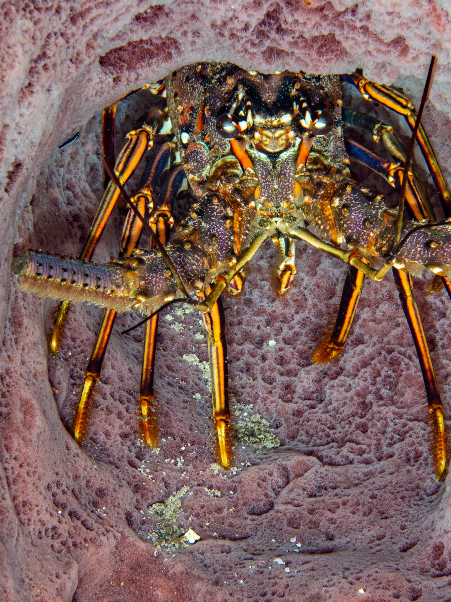 Spiny Lobster