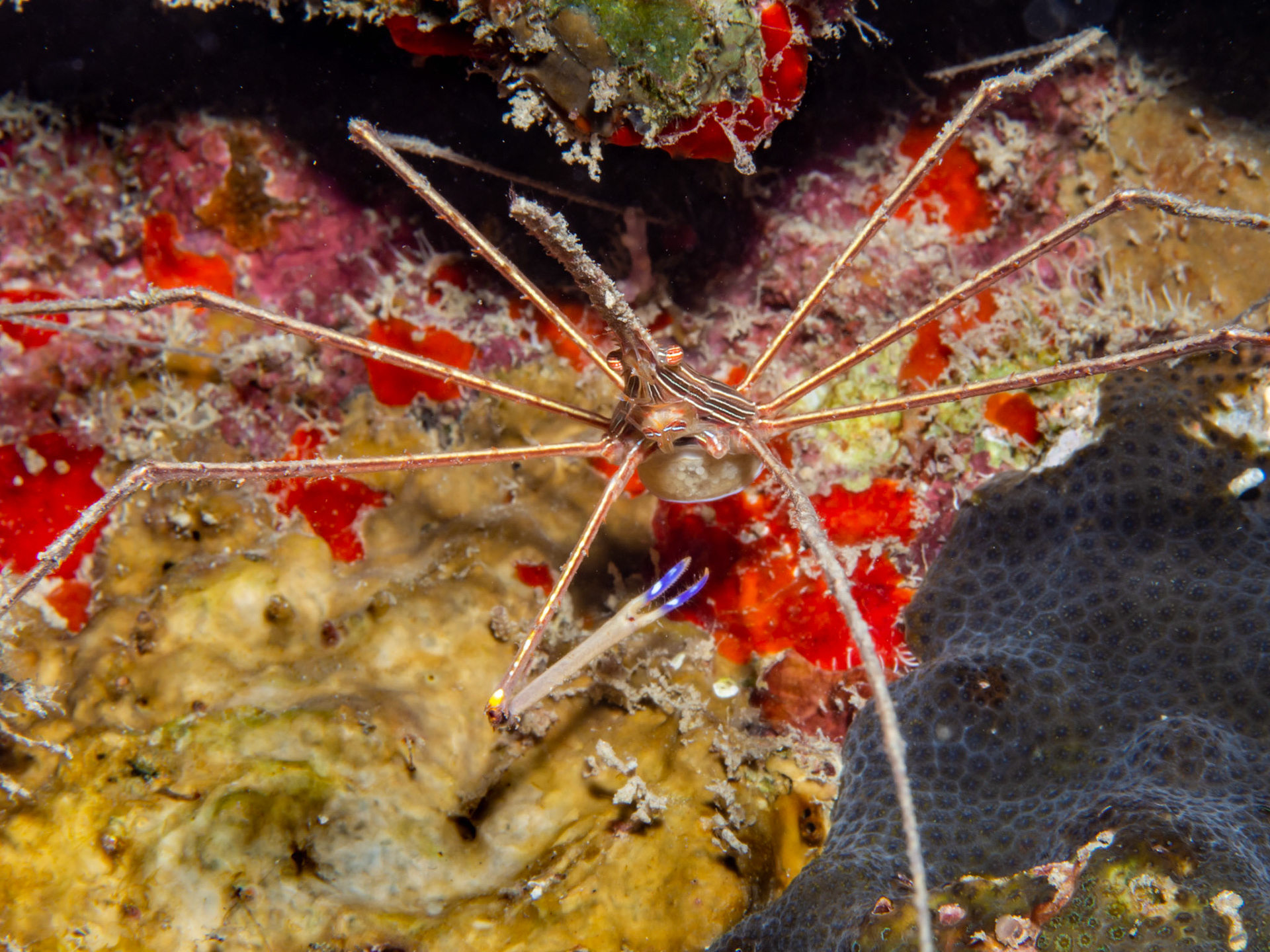Arrow Crab with Eggs