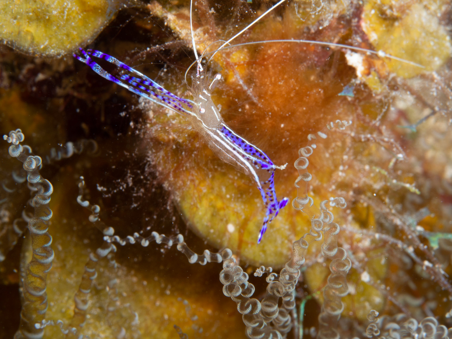 Pederson Cleaner Shrimp
