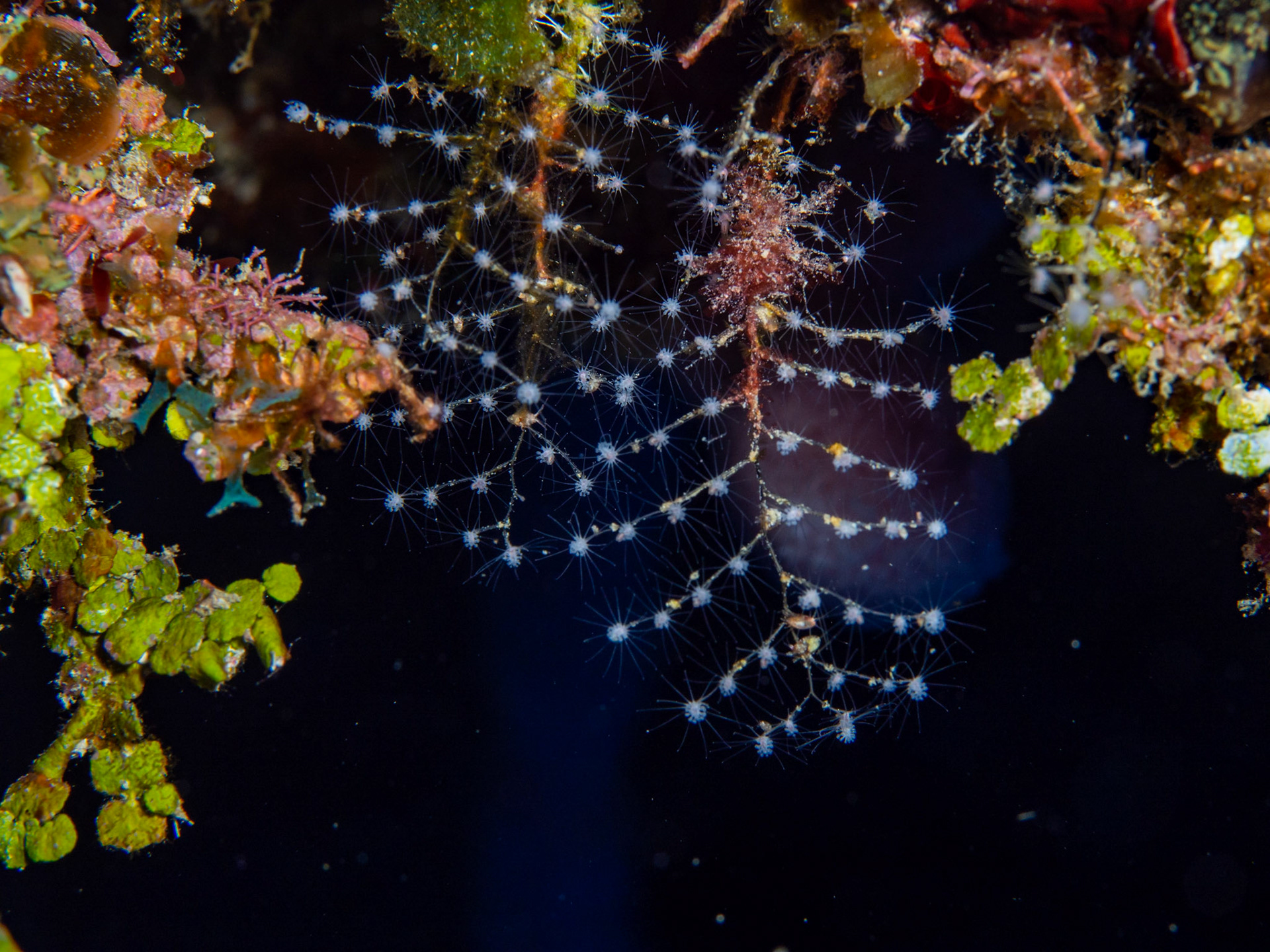 Christmas Tree Hydroid