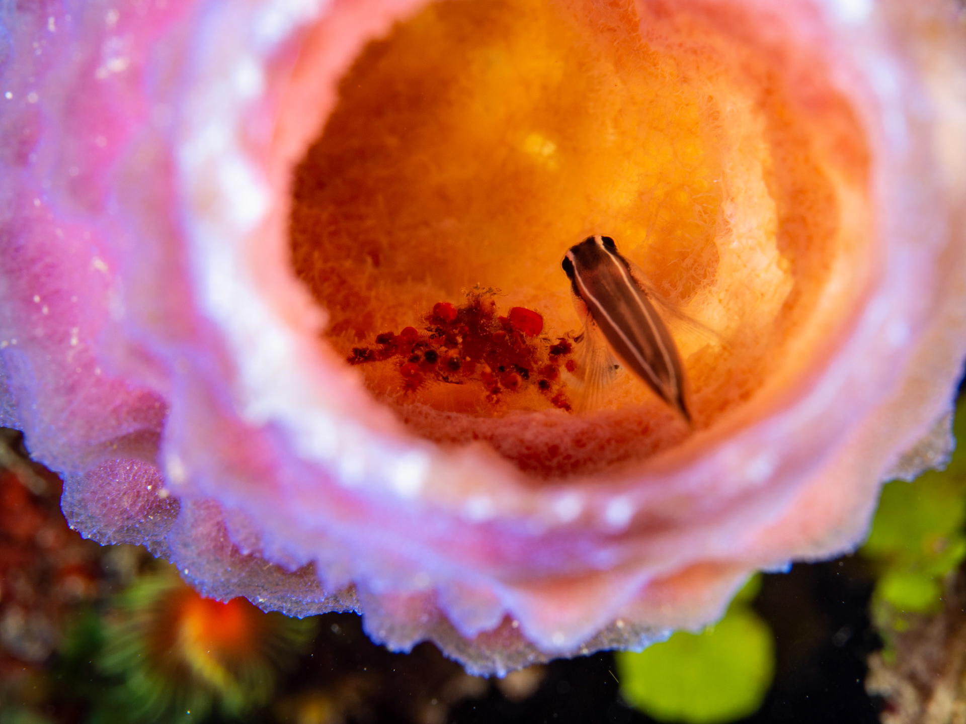 Linesnout Goby, Teardrop Crab