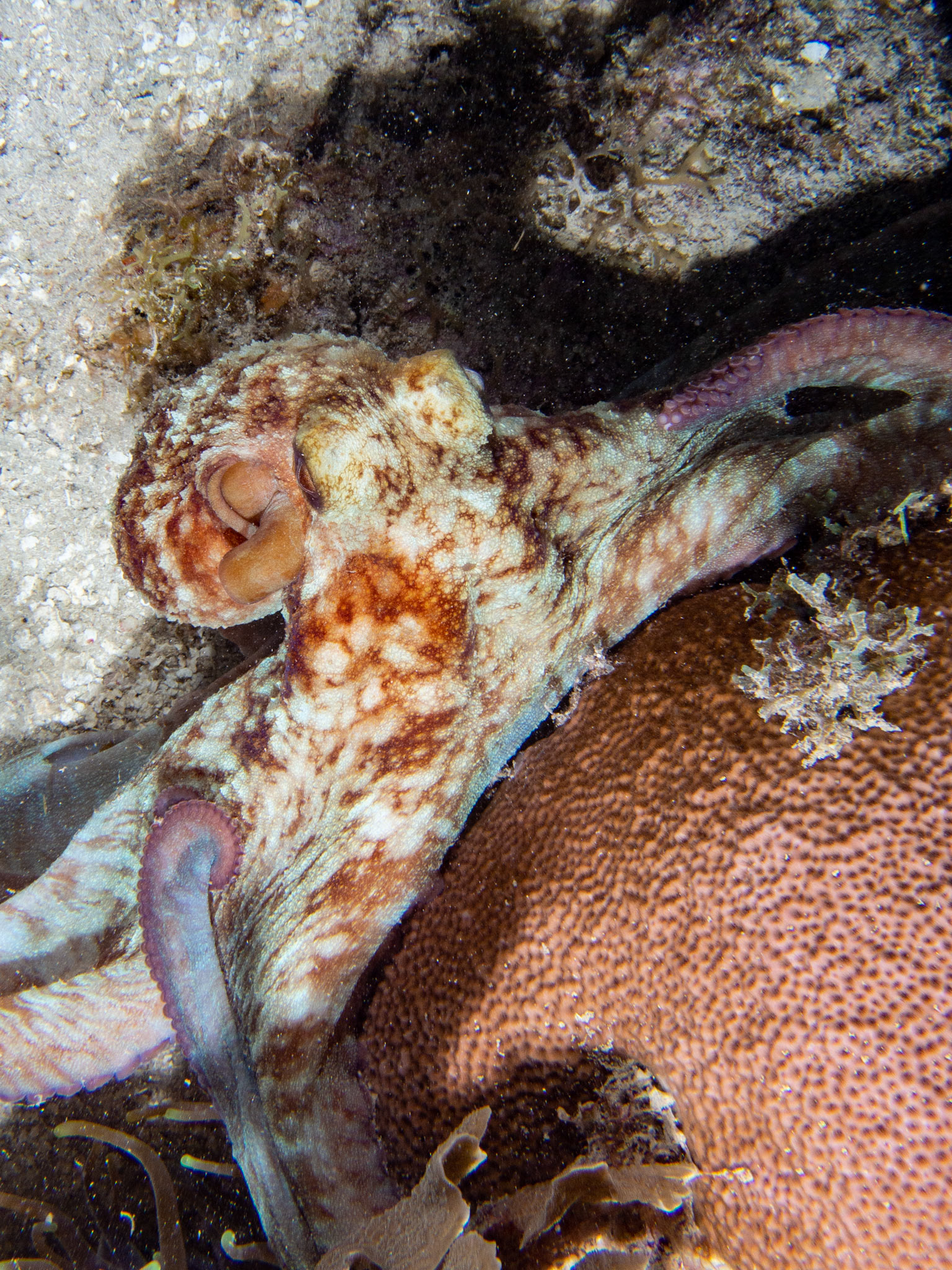 Common Octopus