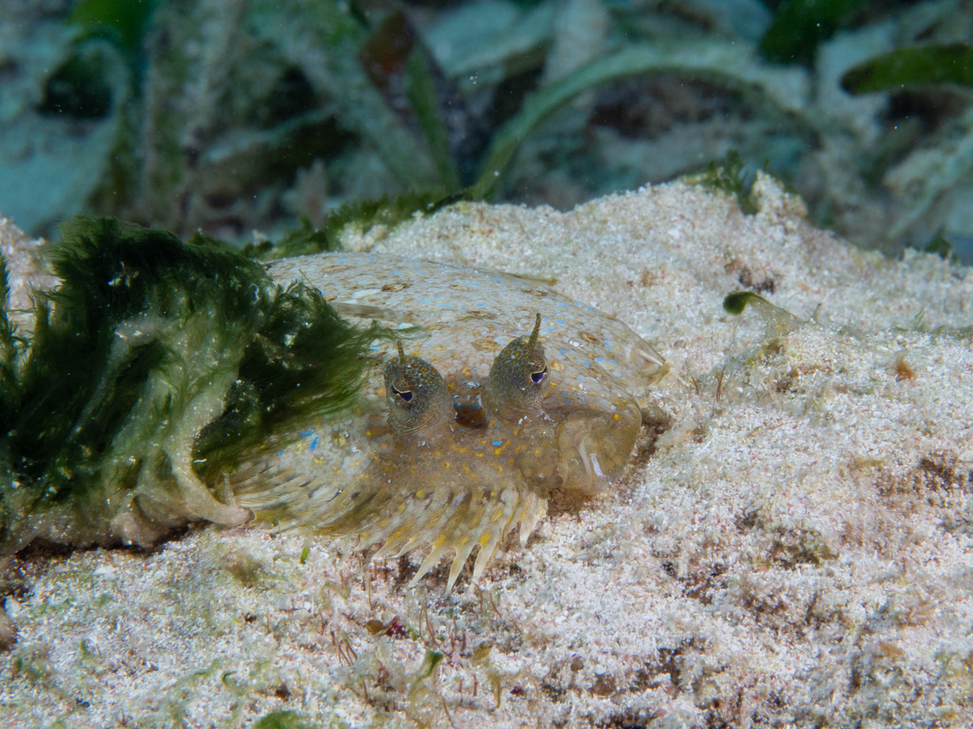 Peacock Flounder