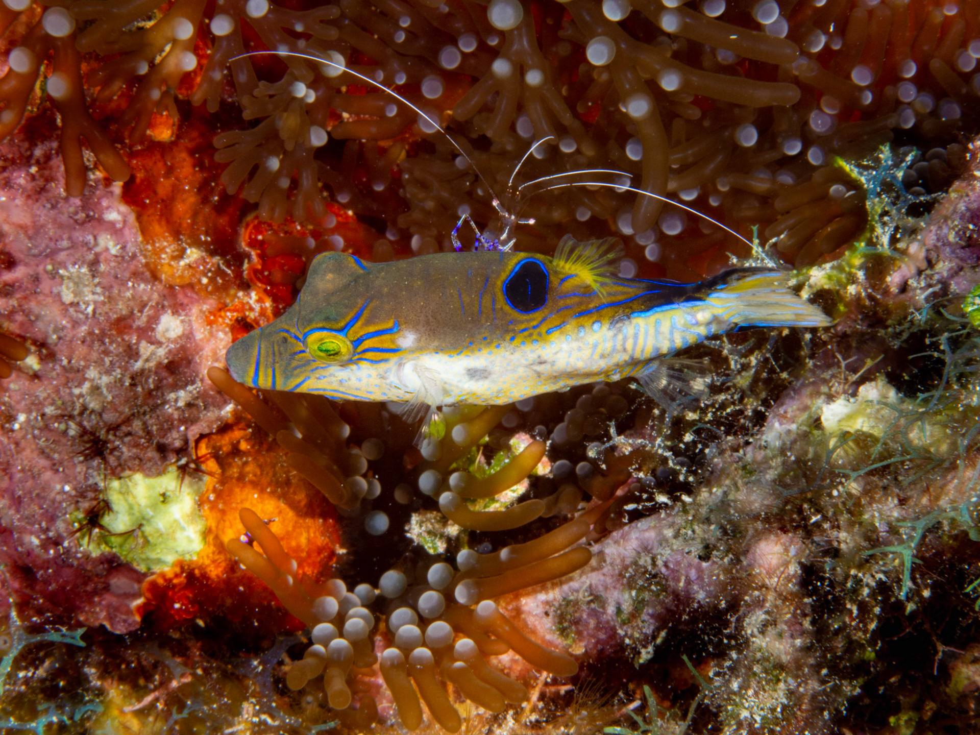 Sharpnose Puffer being Cleaned