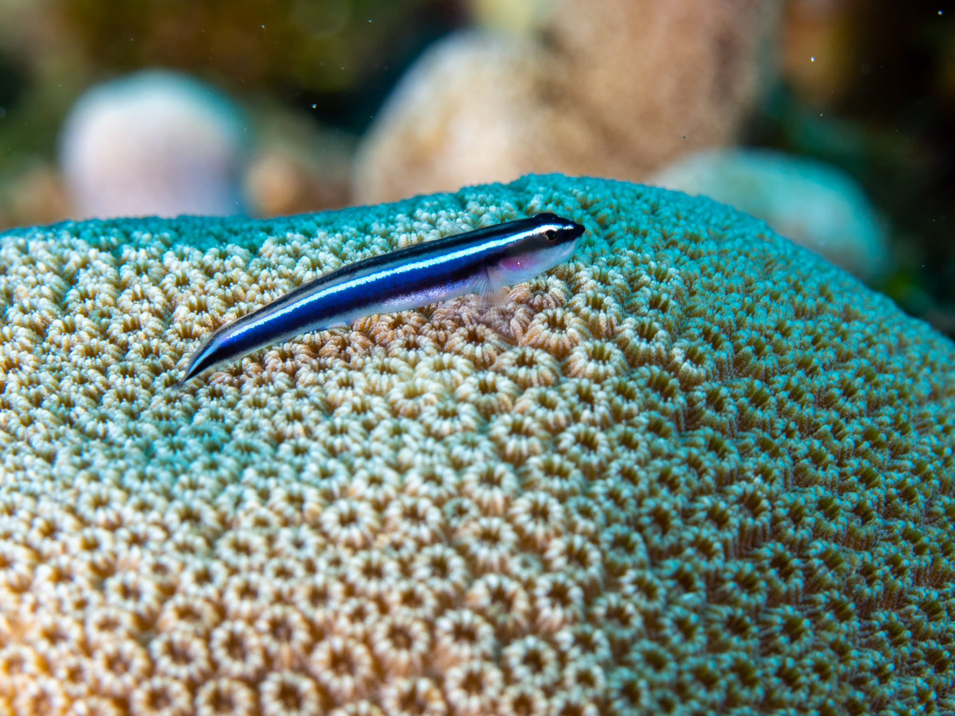 Neon Goby
