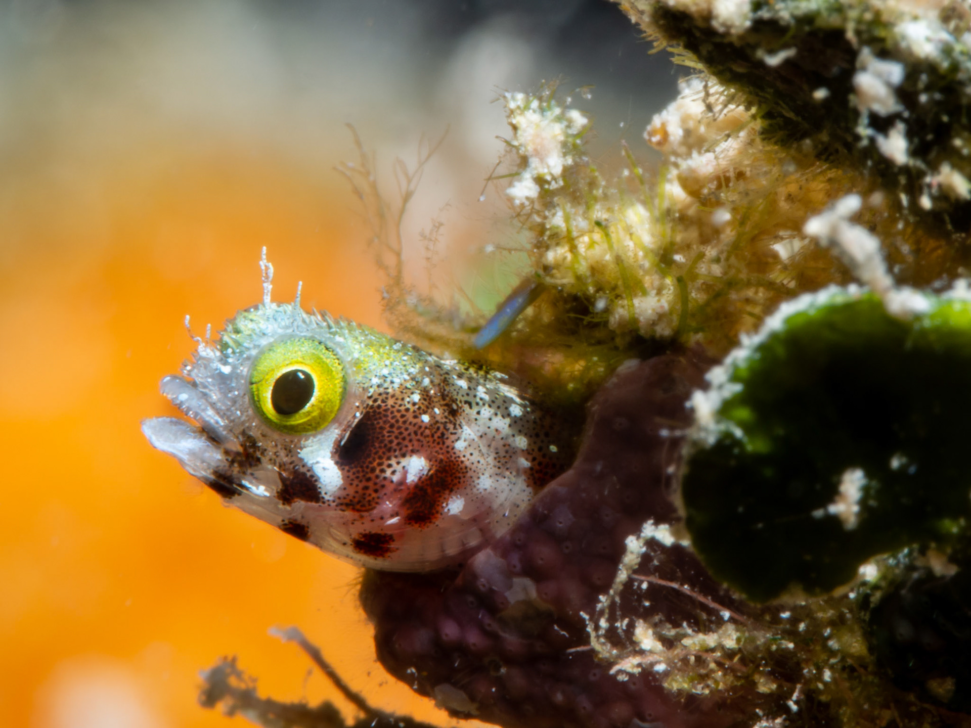 Spiny Head Blenny