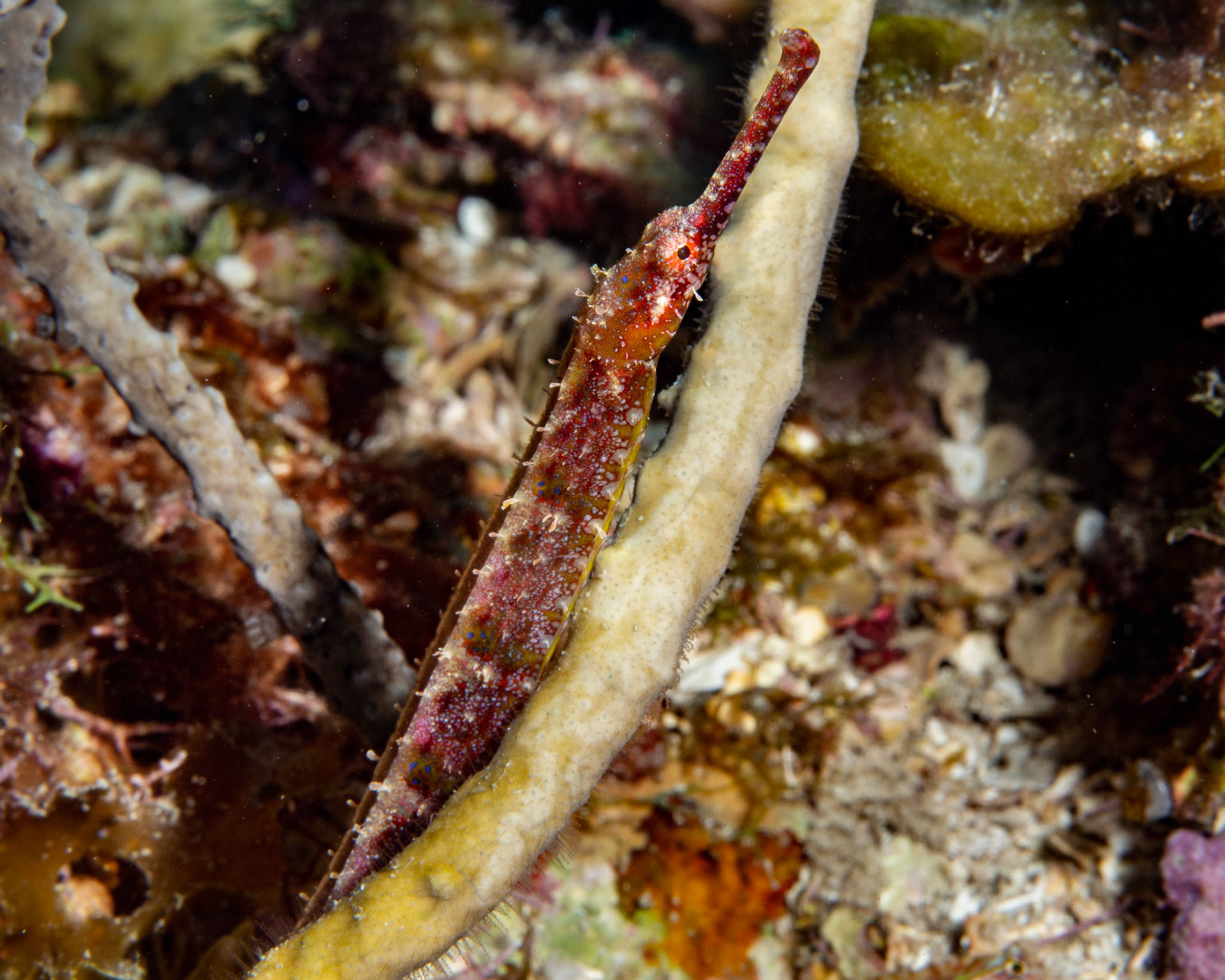 Caribbean Pipefish