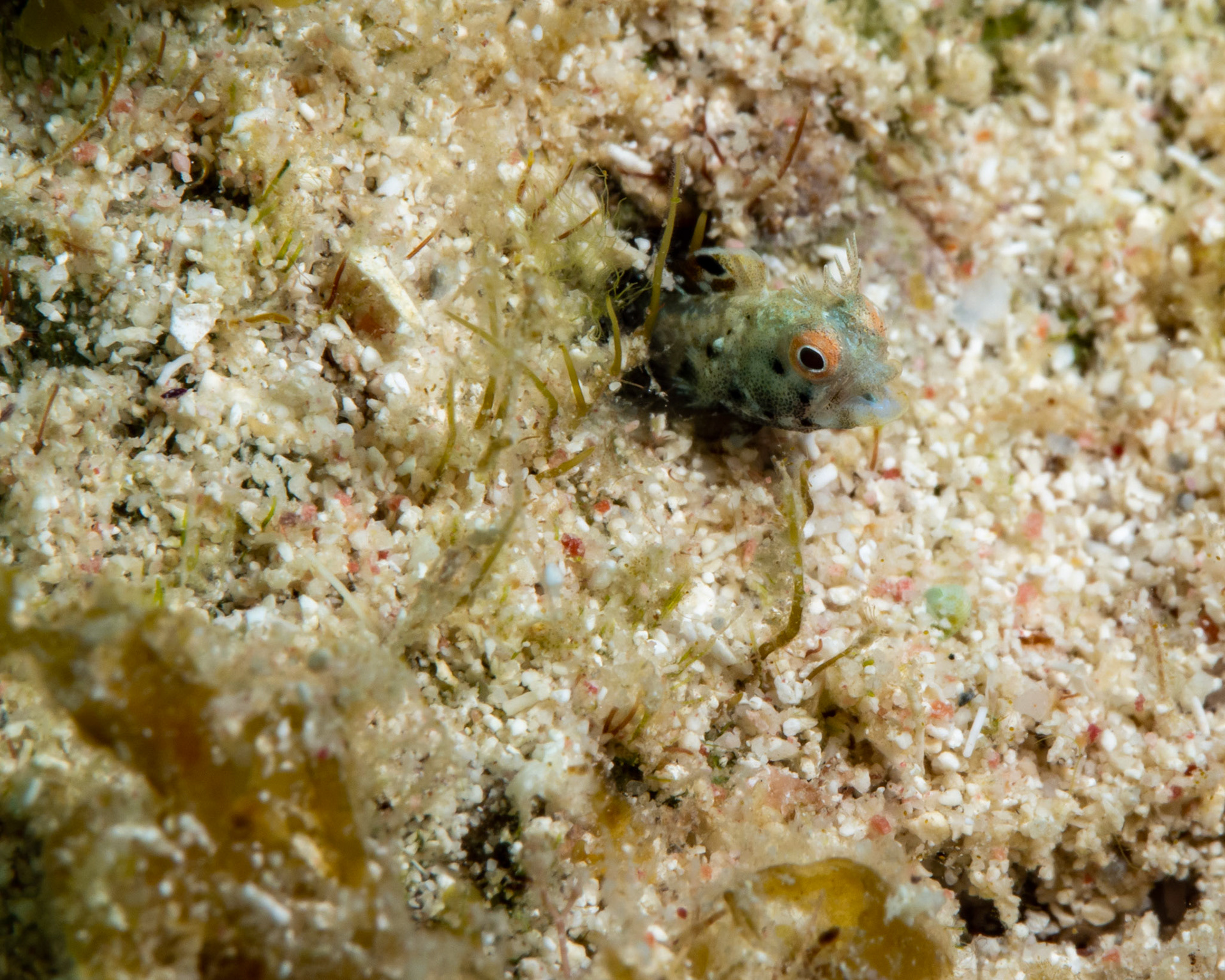 Roughhead Blenny
