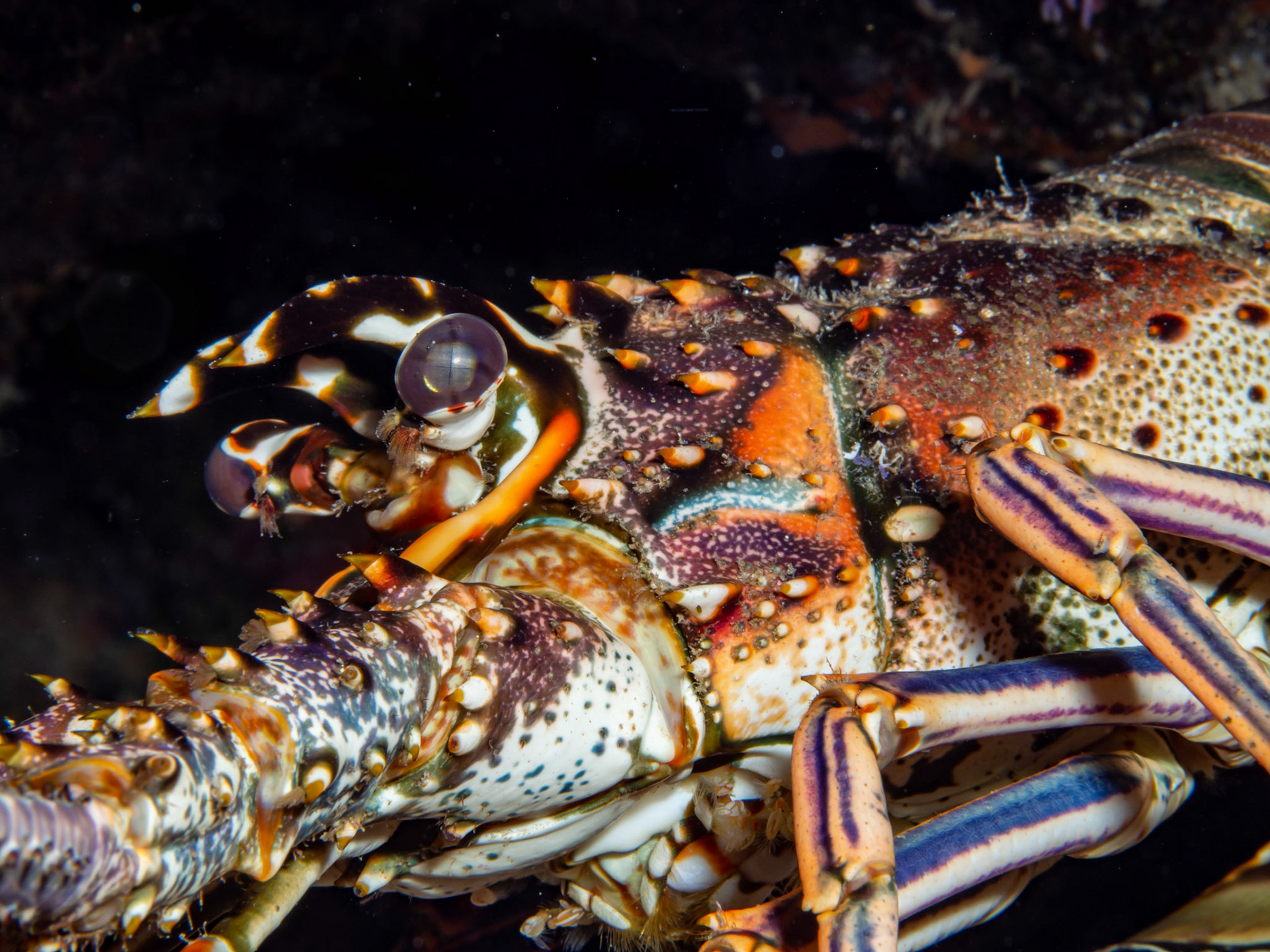 Spiny Lobster