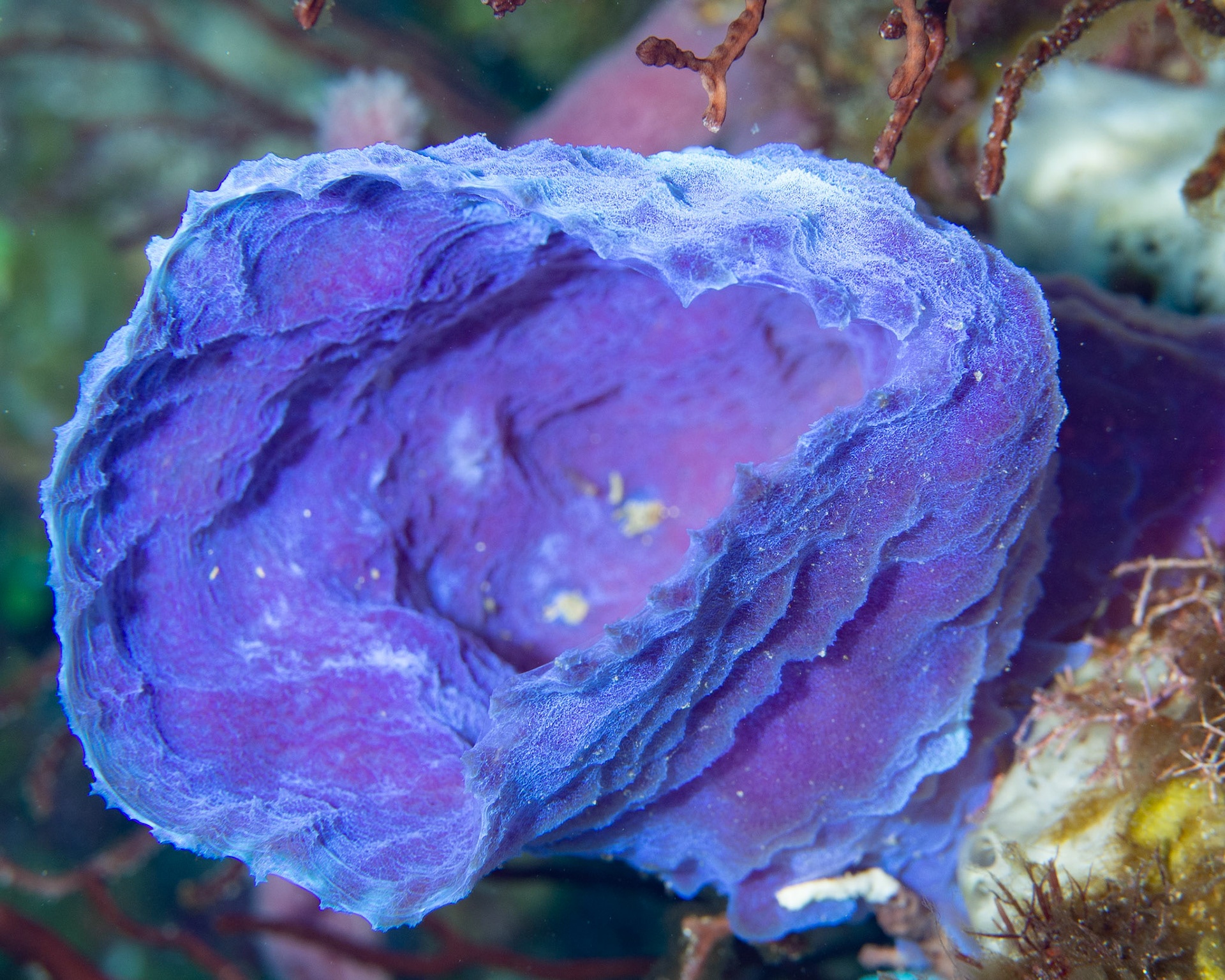 Azure Vase Sponge