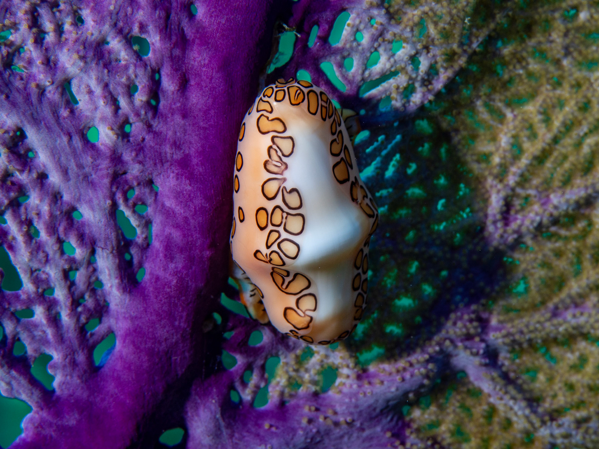 Flamingo Tongue