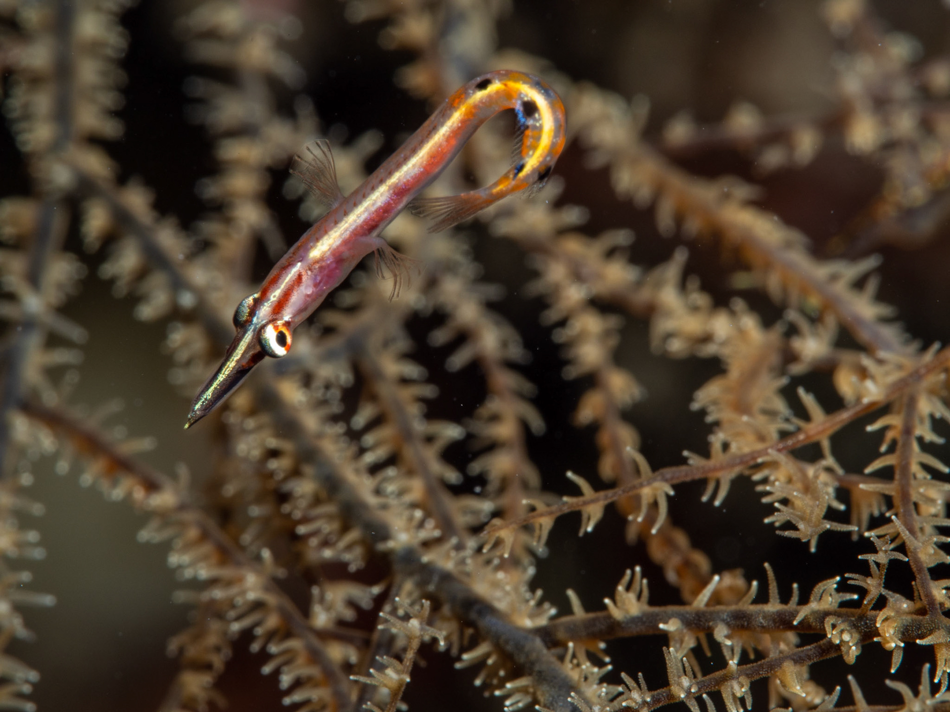 Arrow Blenny