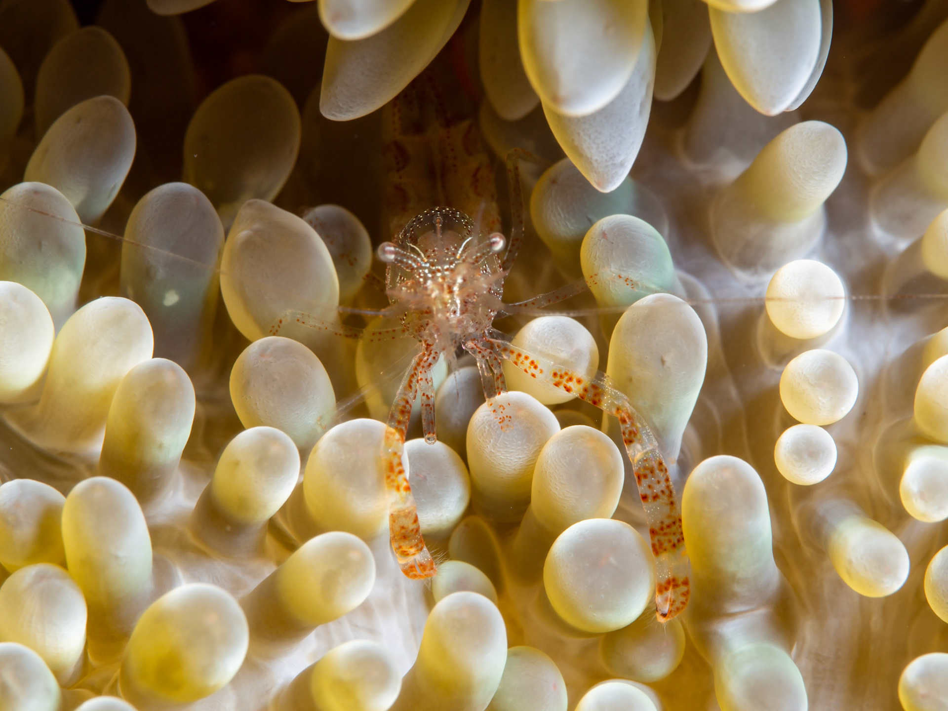 Sun Anemone Shrimp