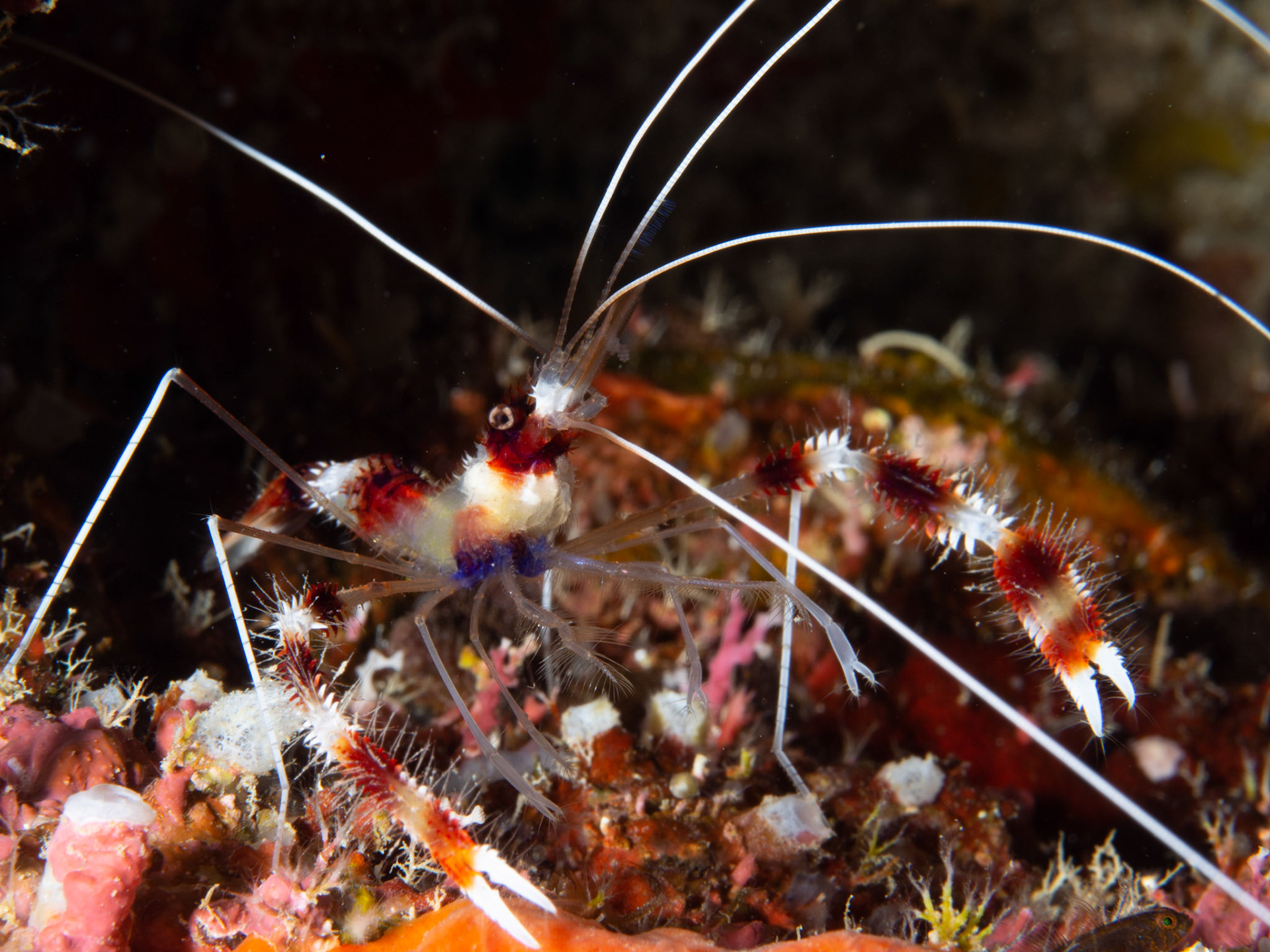 Coral Banded Shrimp