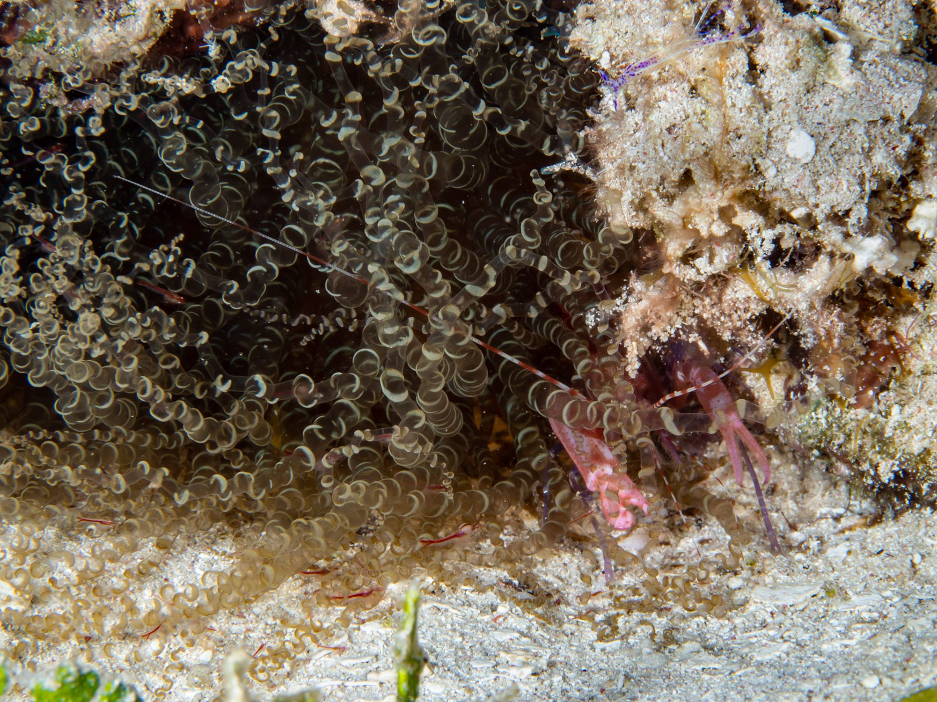 Spotless Snapping Shrimp, Anemone Mysid, Pederson Cleaner Shrimp, Corkscrew Anemone