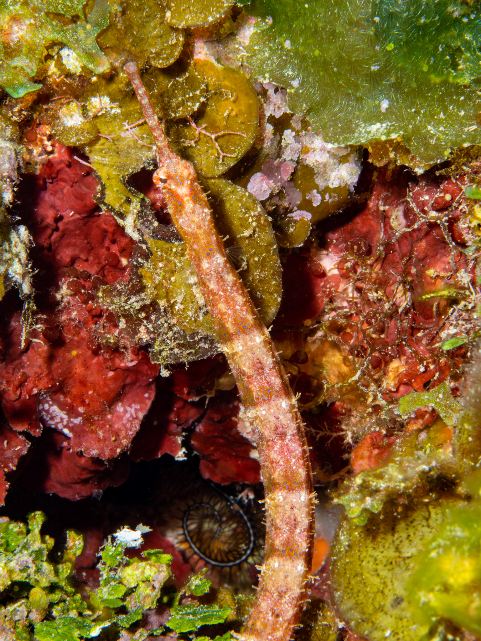 Caribbean Pipefish