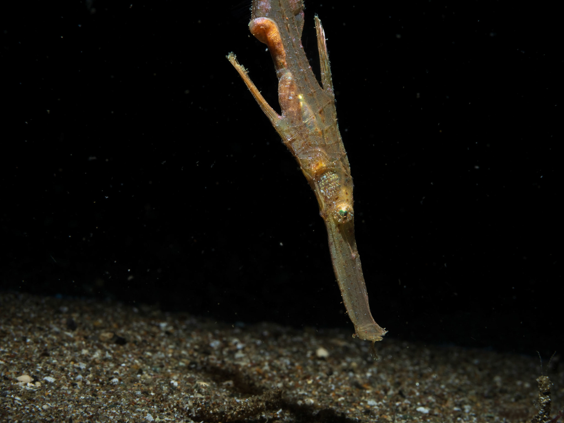 thin ghost pipefish