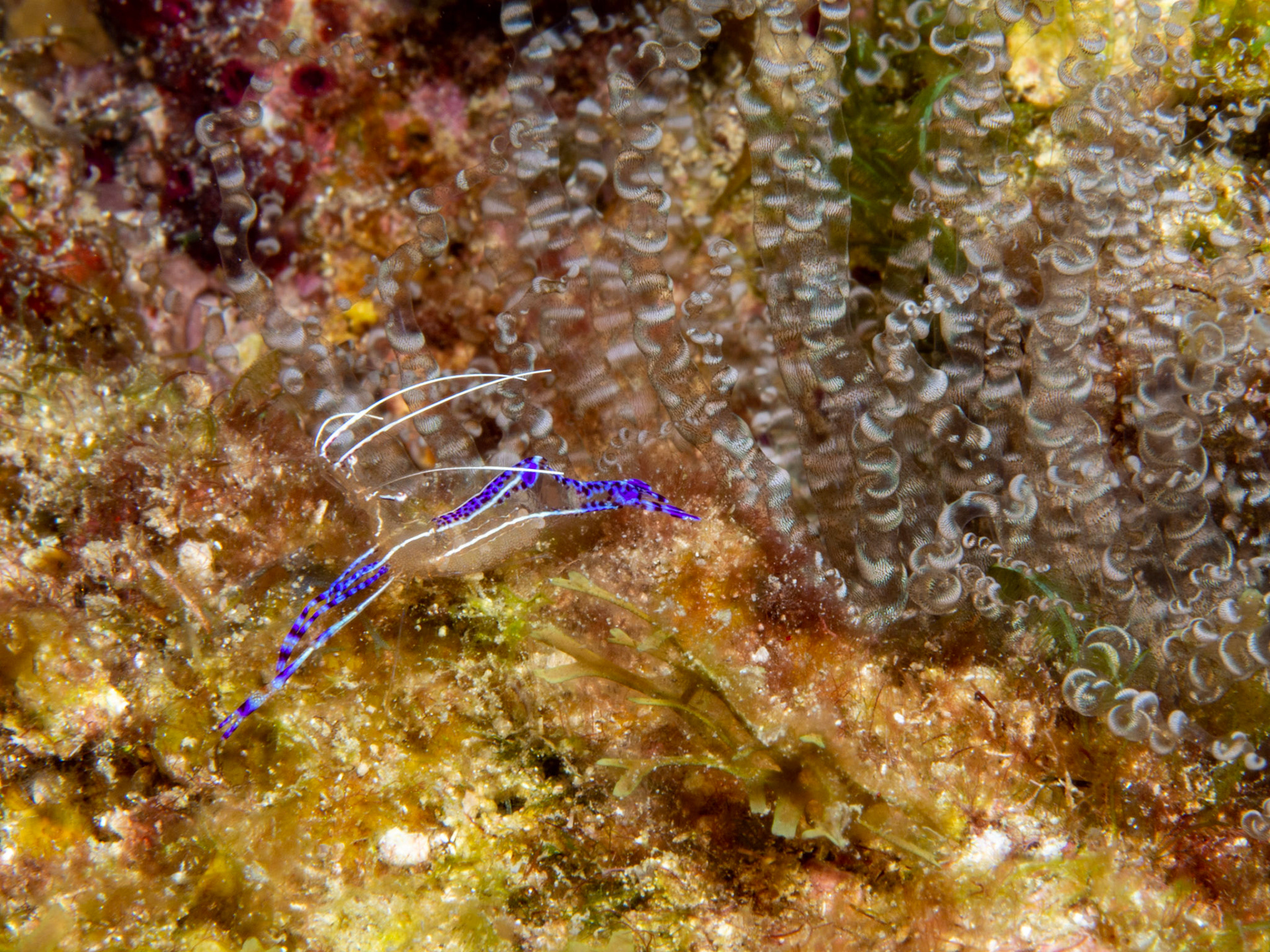 Pederson Cleaner Shrimp and Corkscrew Anemone
