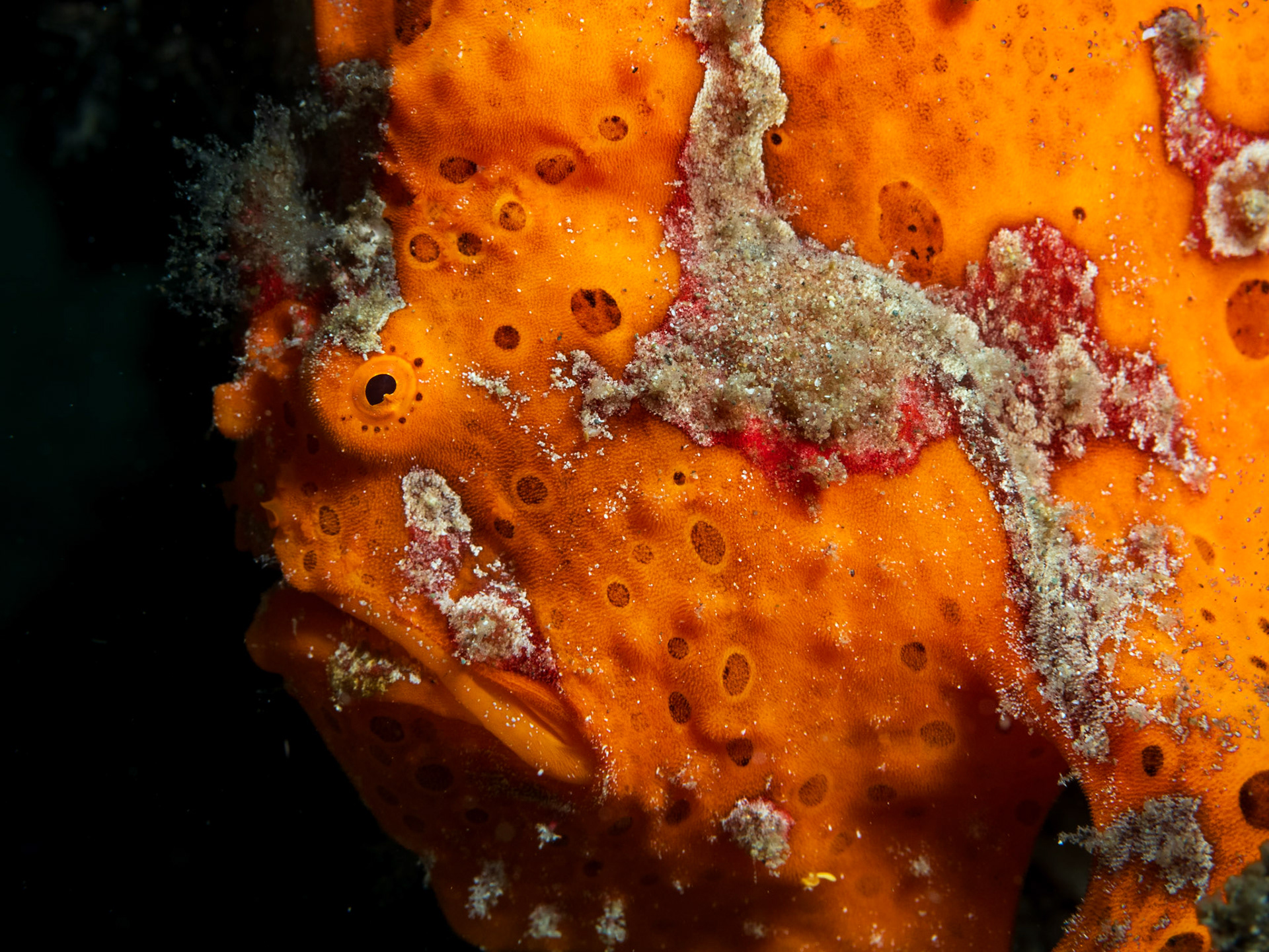 painted frogfish