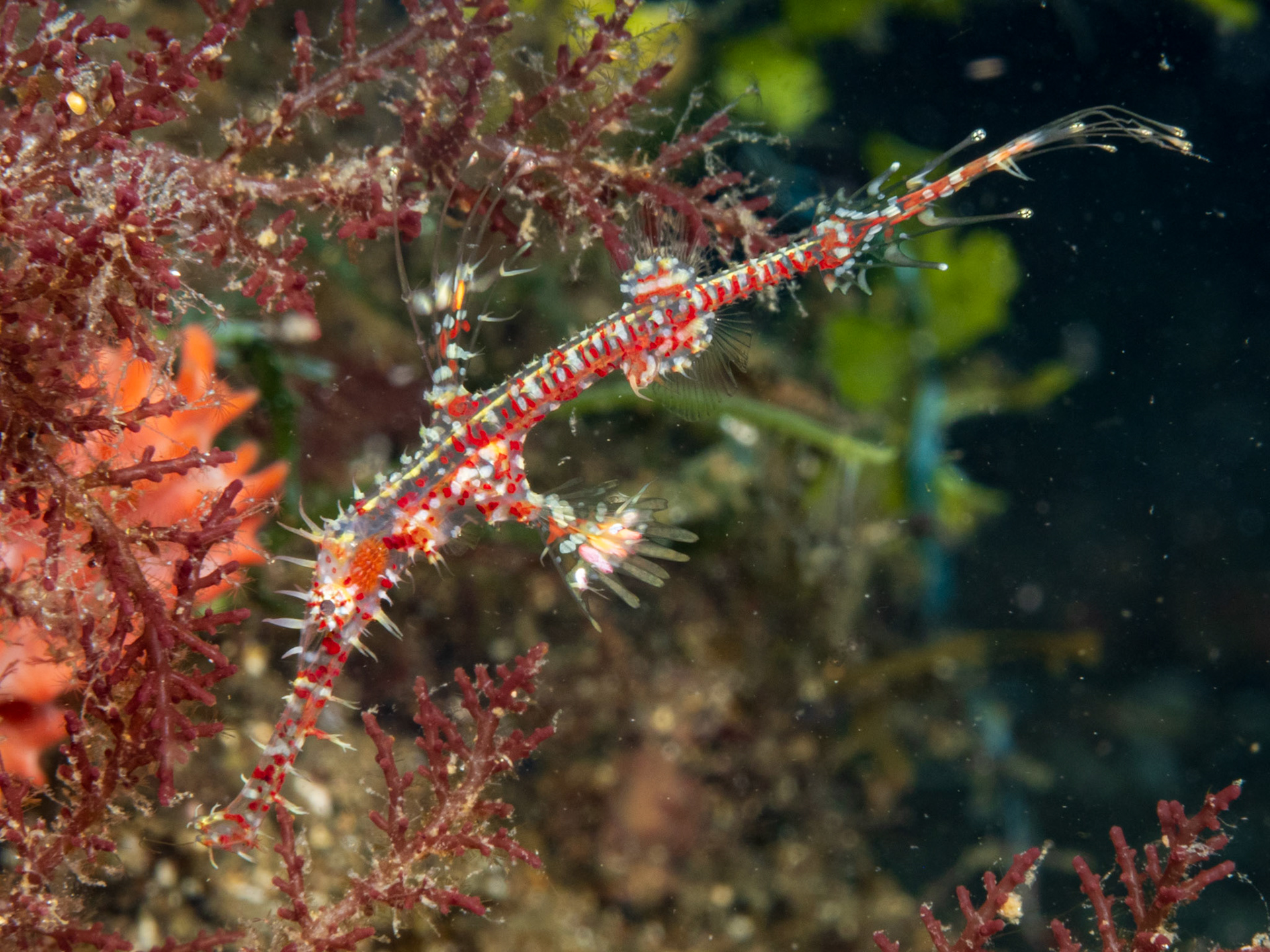ornate ghost pipefish