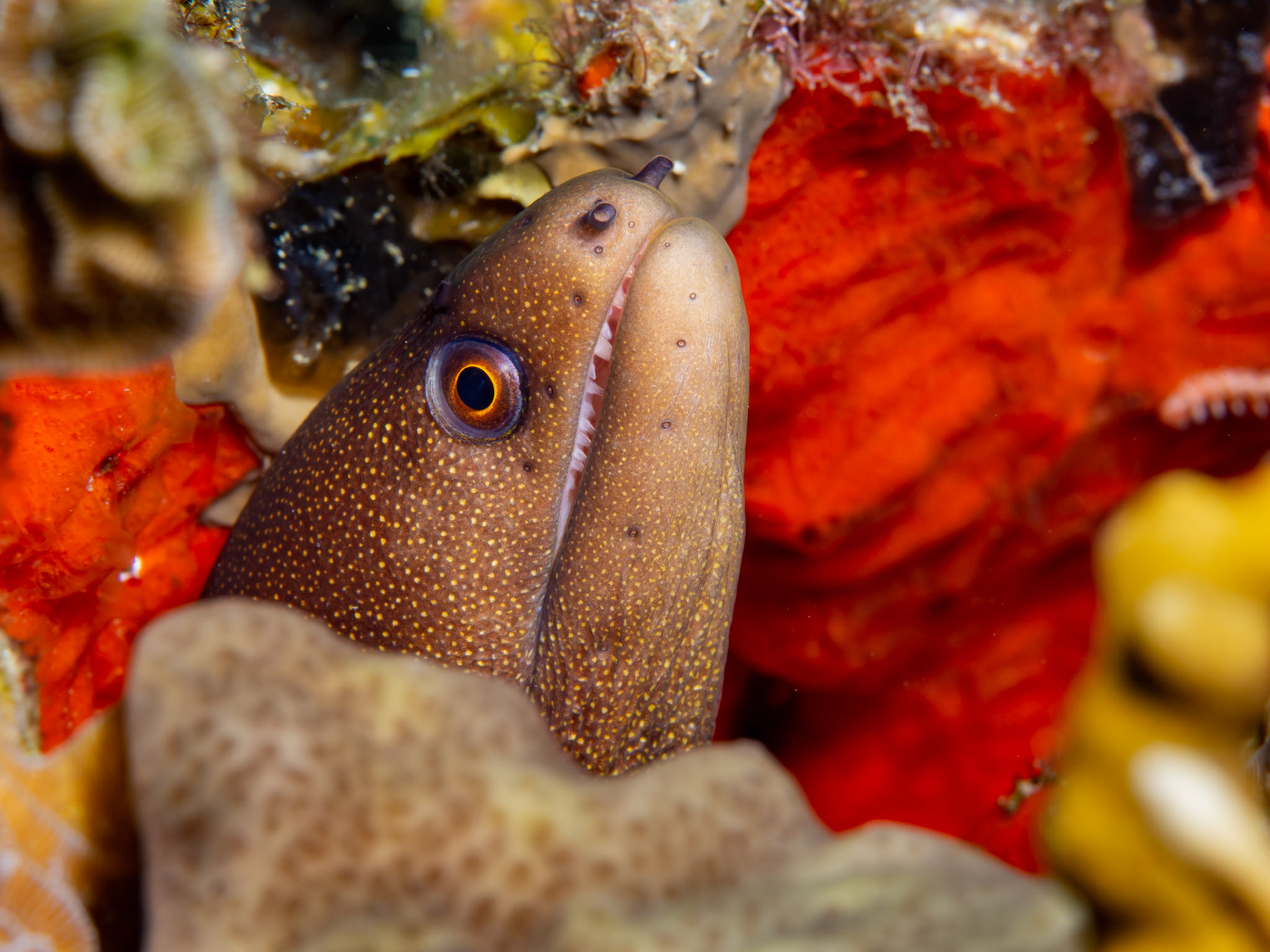 Goldentail Moray